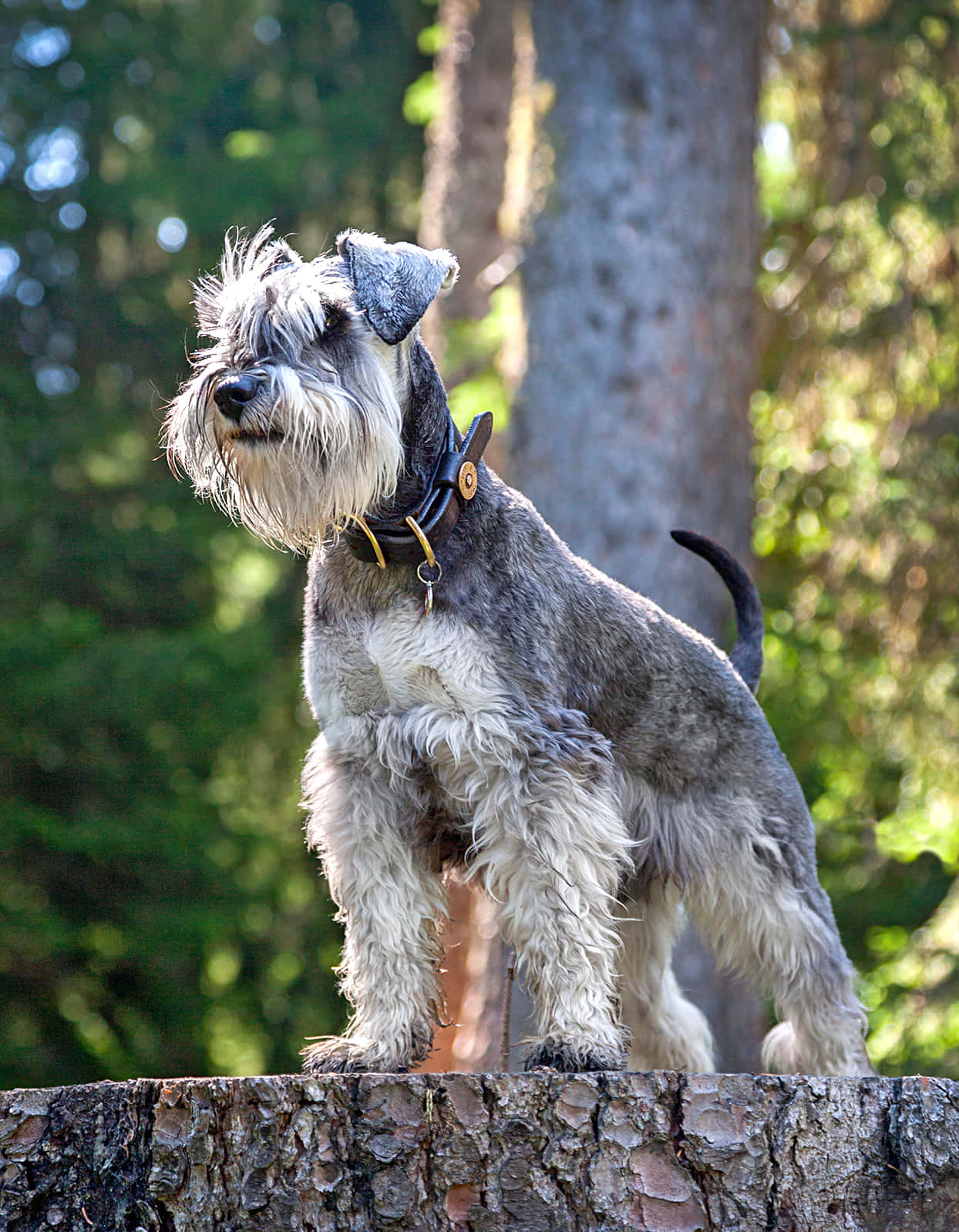 Bright-Eyed Schnauzer Playfully Engages with its Owner