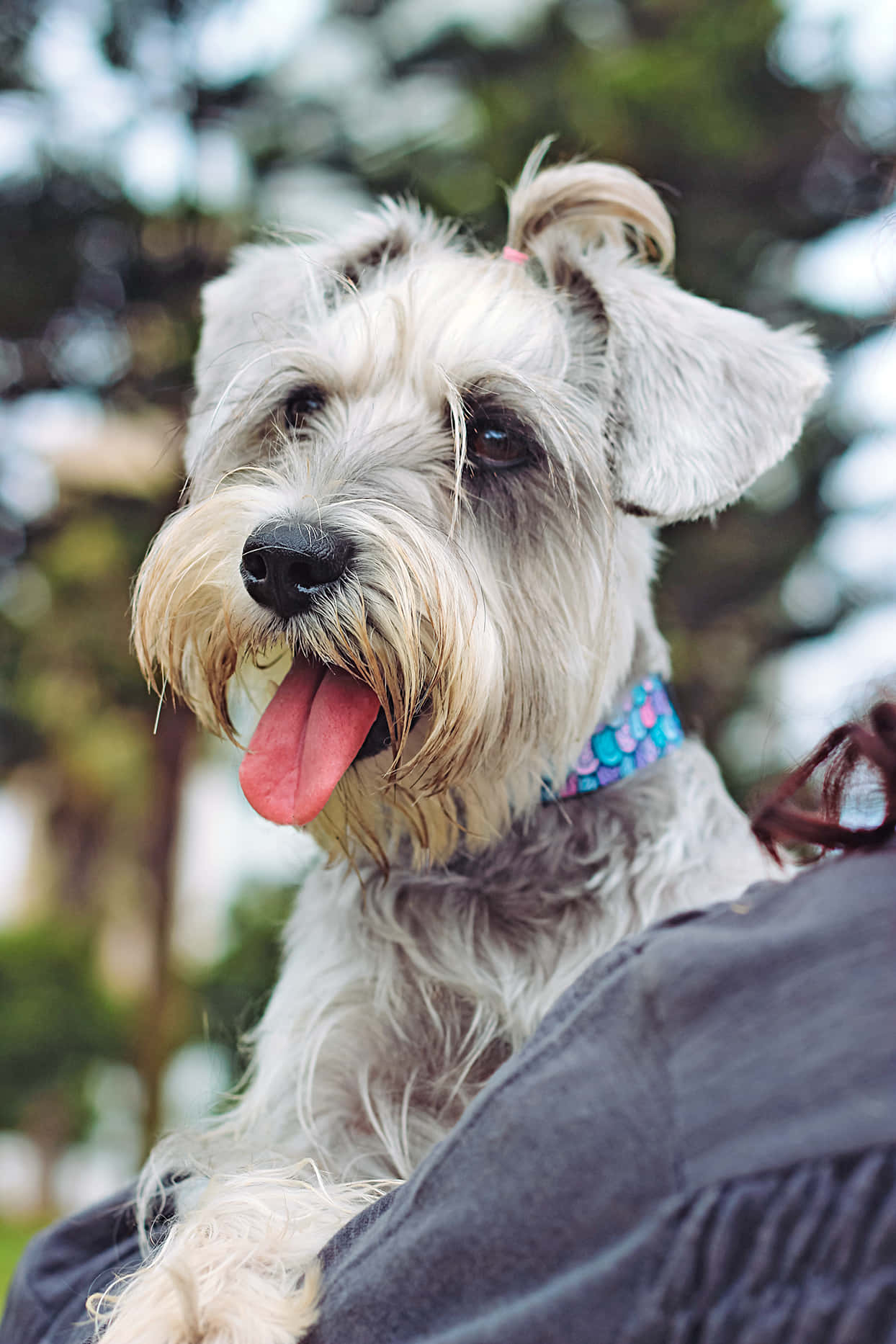 A beautiful and friendly Schnauzer sitting in the grass