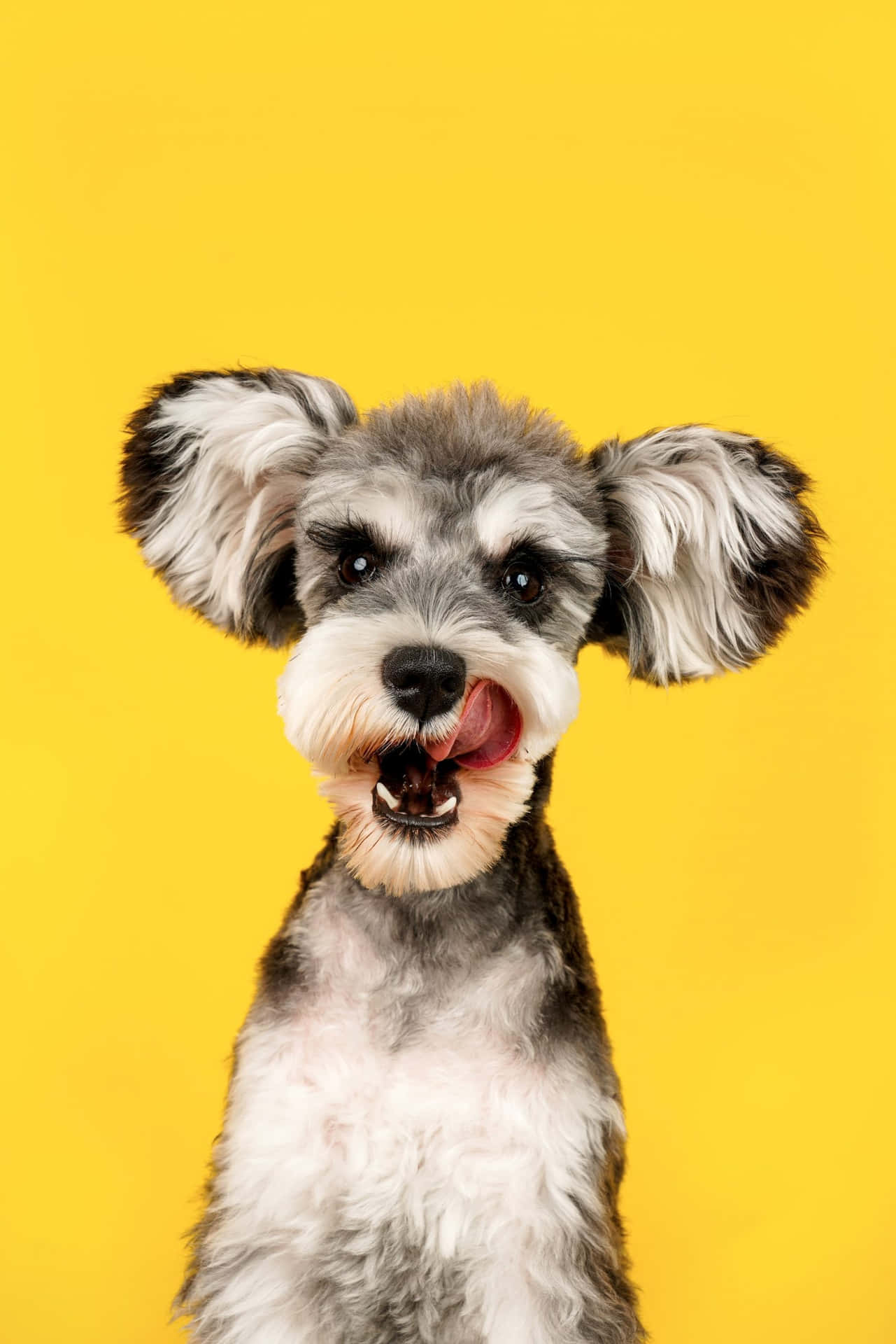 A Dog With Its Tongue Out On A Yellow Background
