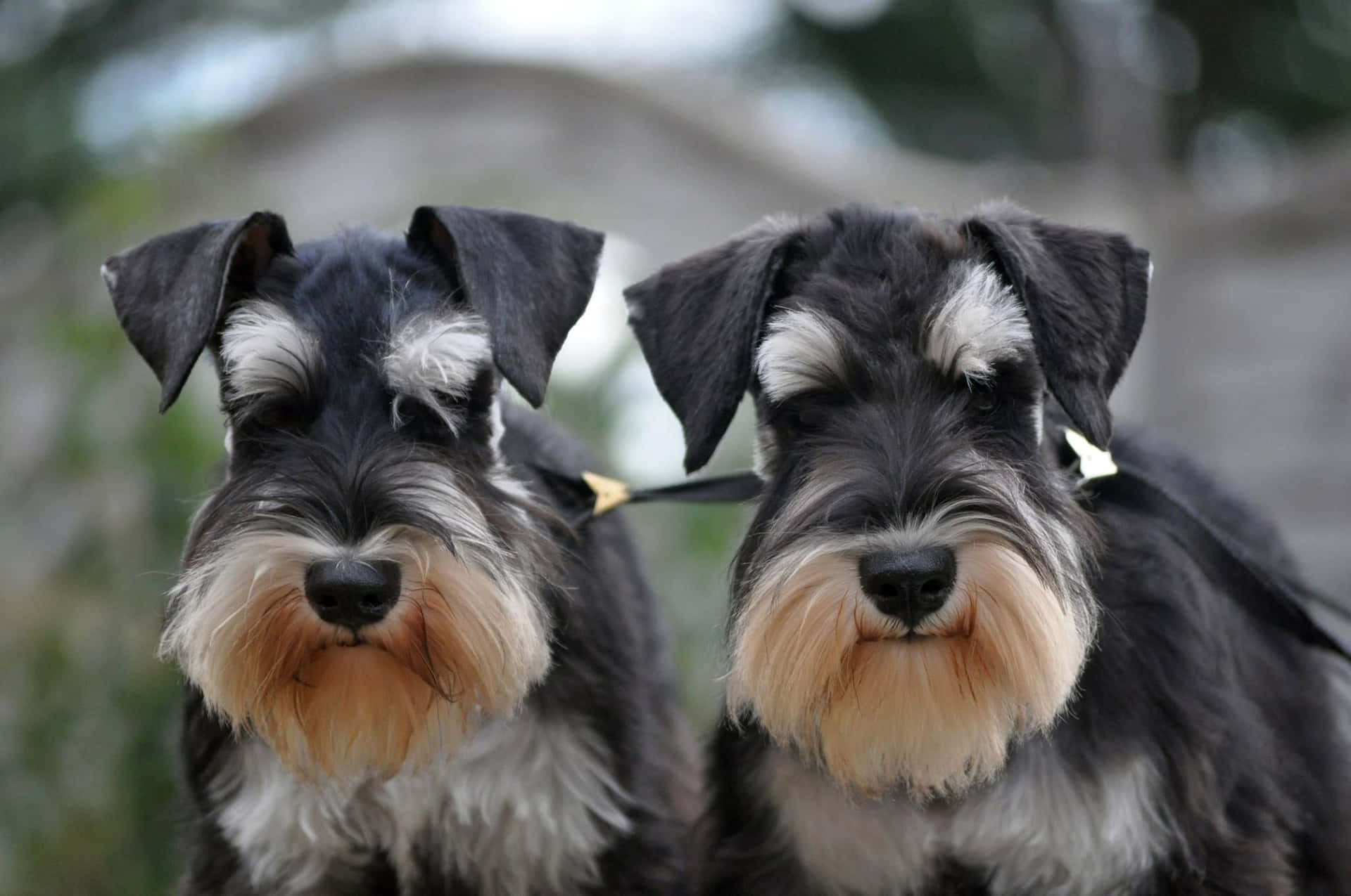 Two Schnauzer Dogs Standing Next To Each Other
