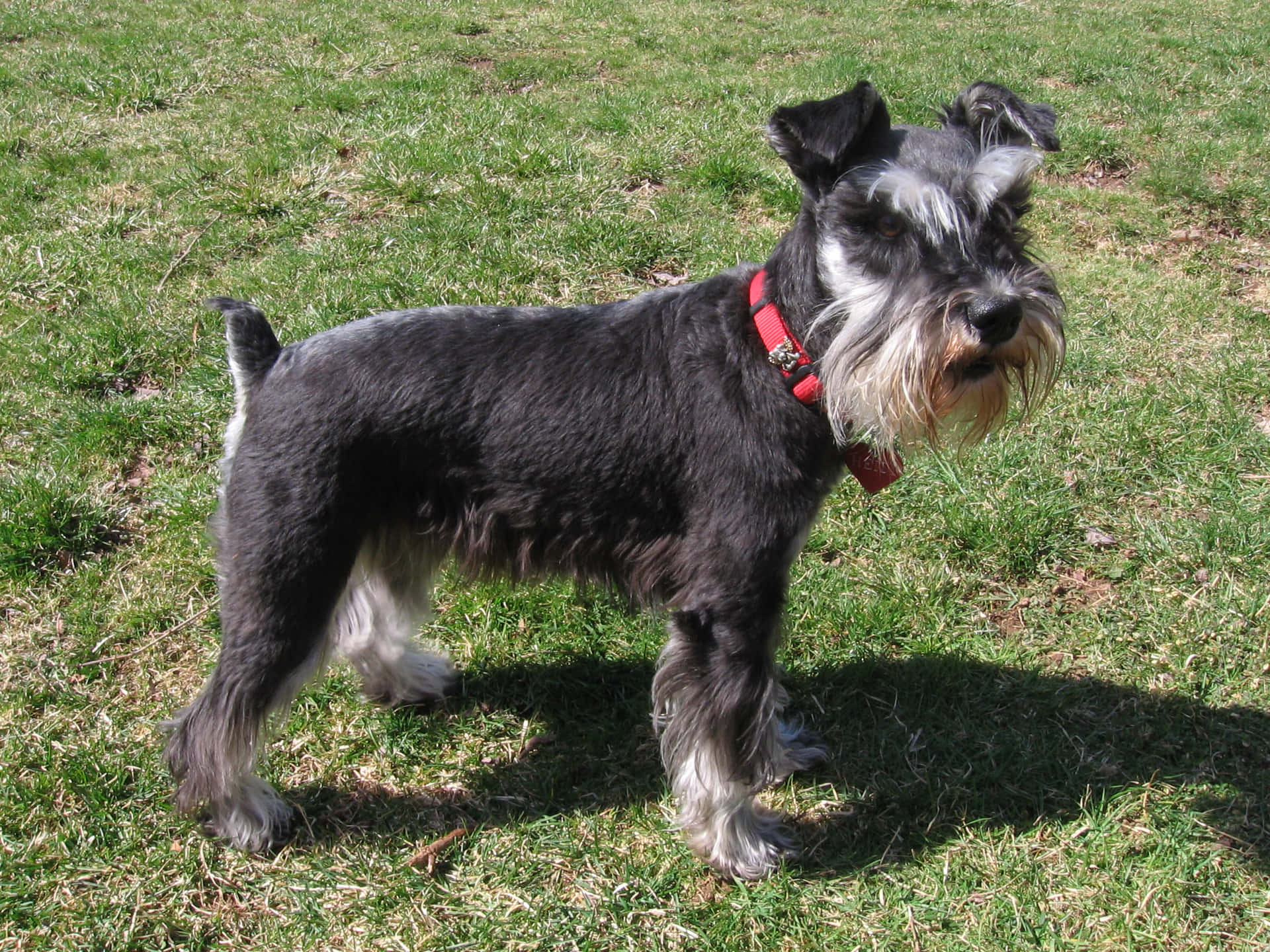 A loyal Schnauzer puppy ready to be your best pal