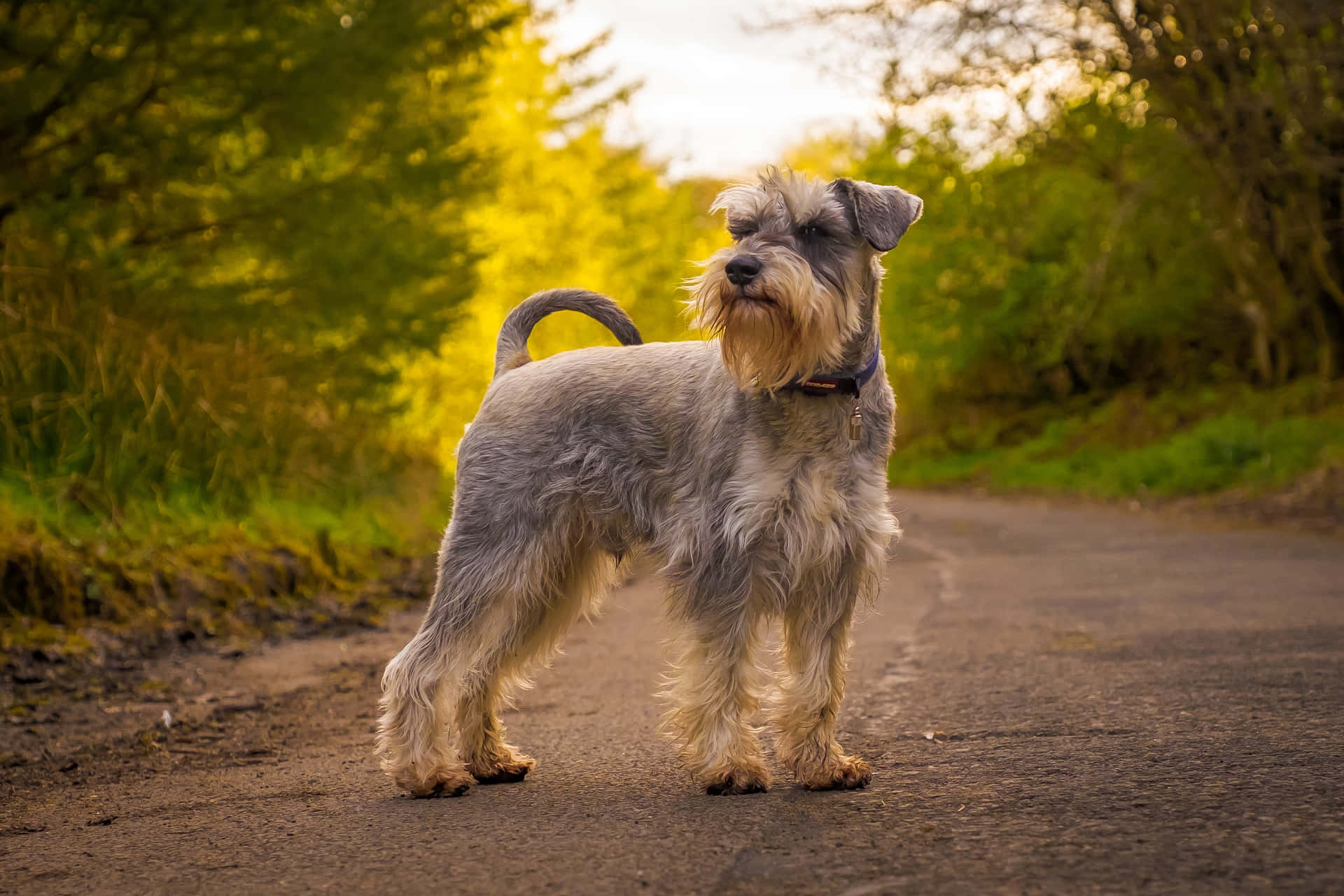 A Grey Schnauzer Standing On A Road