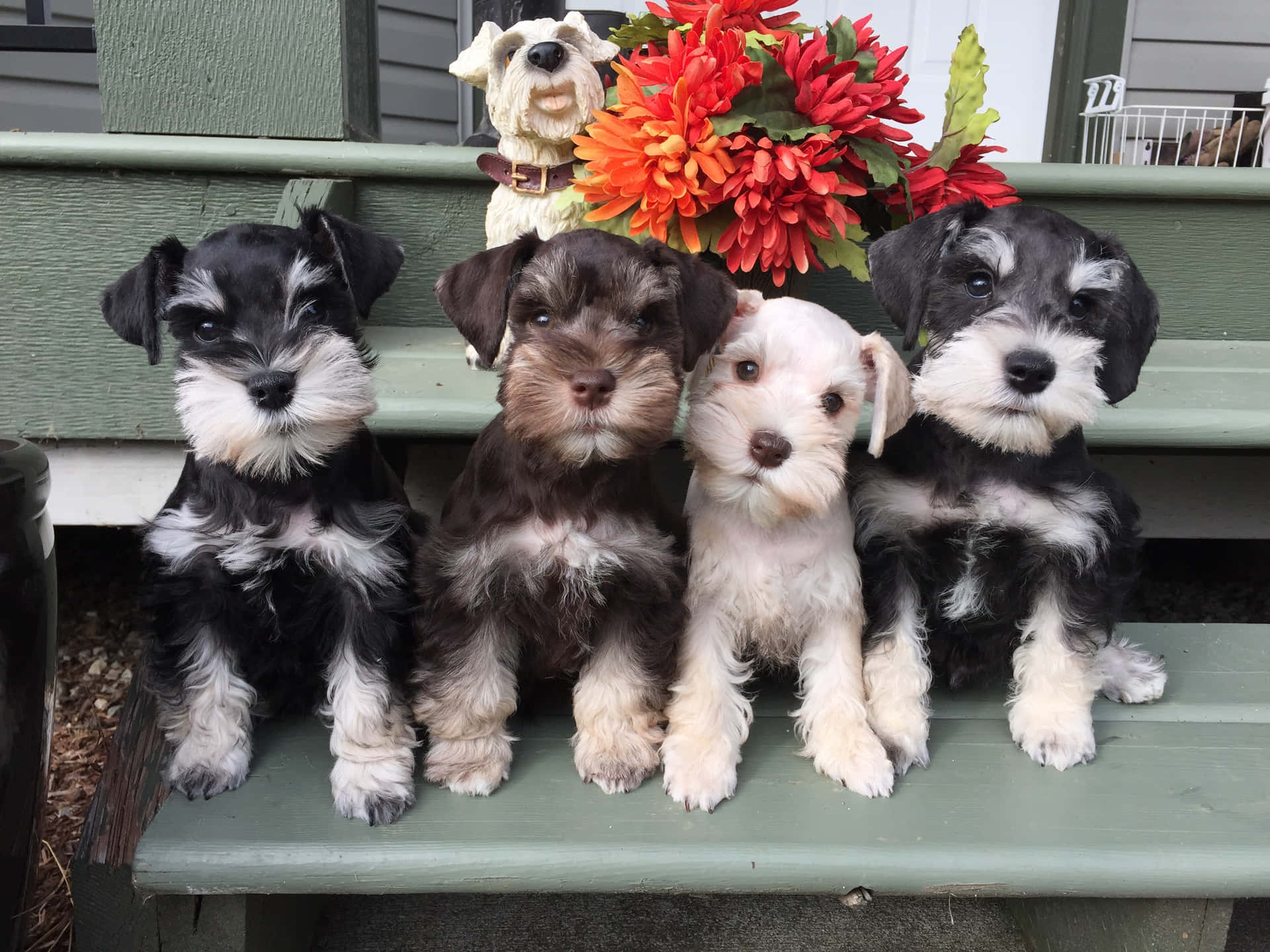 Schnauzer Puppies For Sale