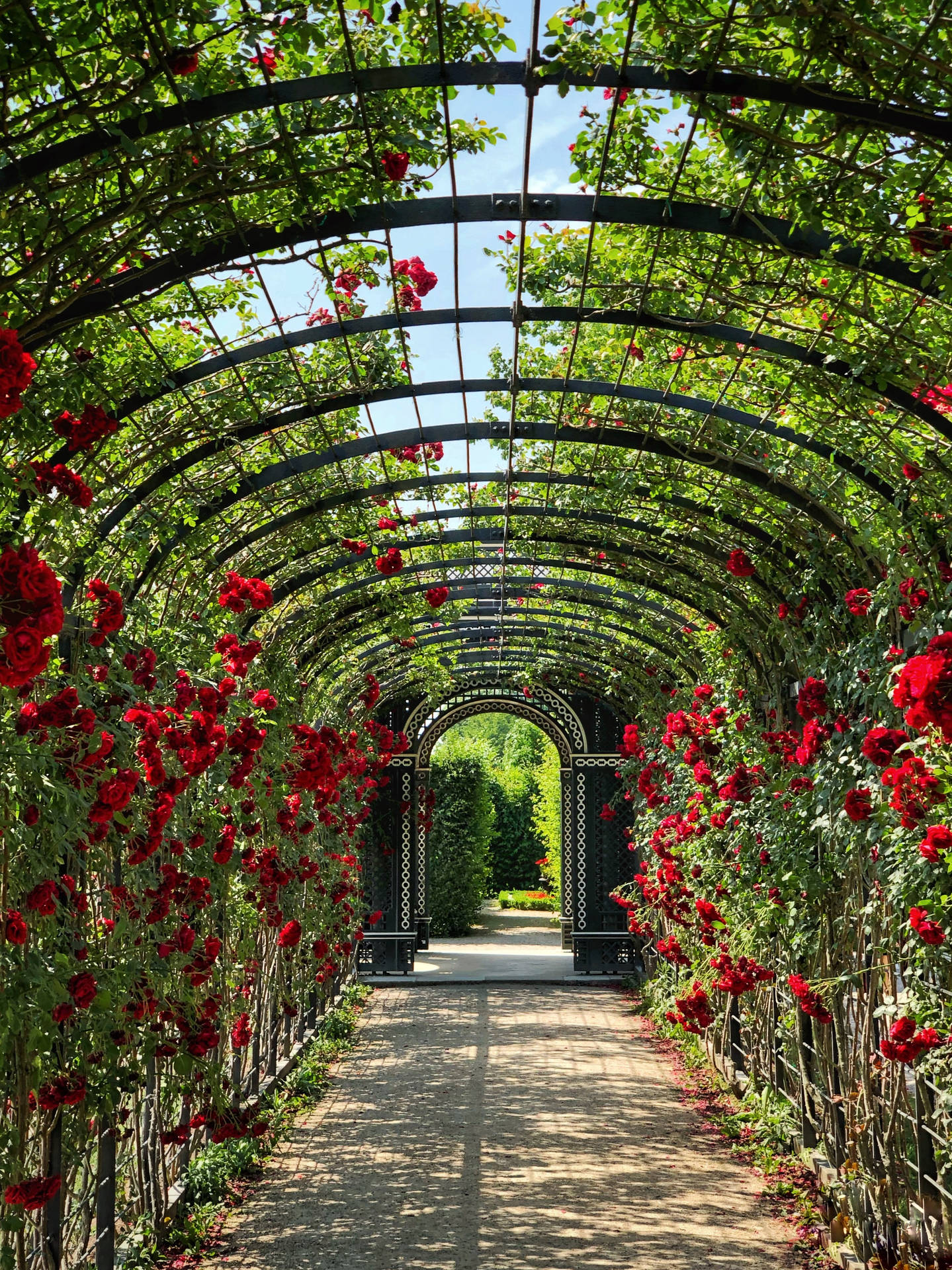 Schönbrunn Rose Garden Austria