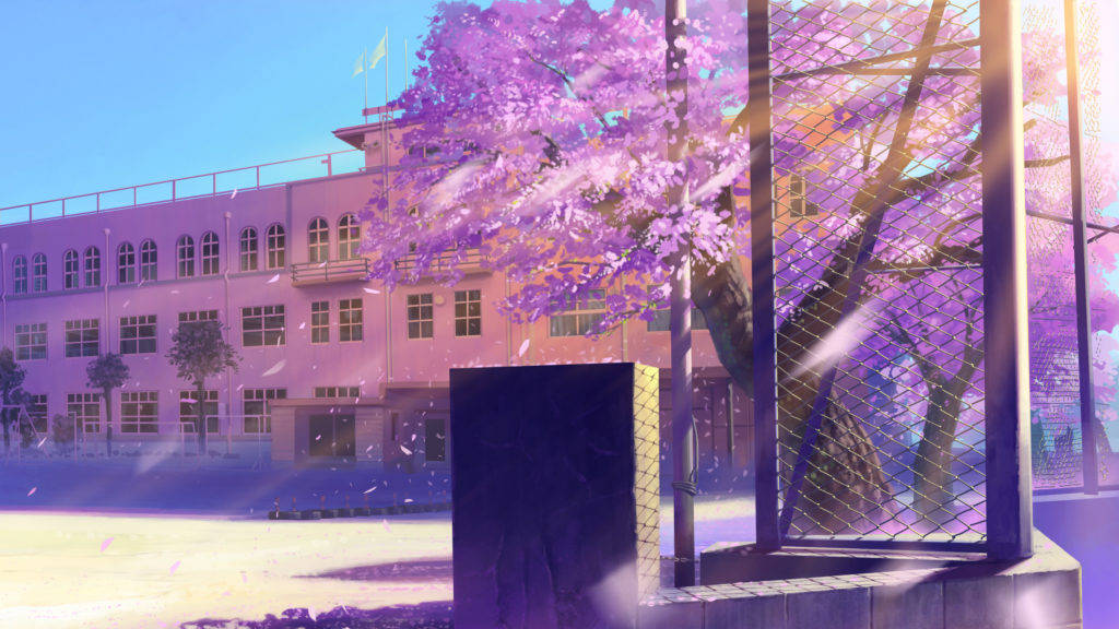 Skole Kirsebærblomster Anime Pc Tapet Wallpaper