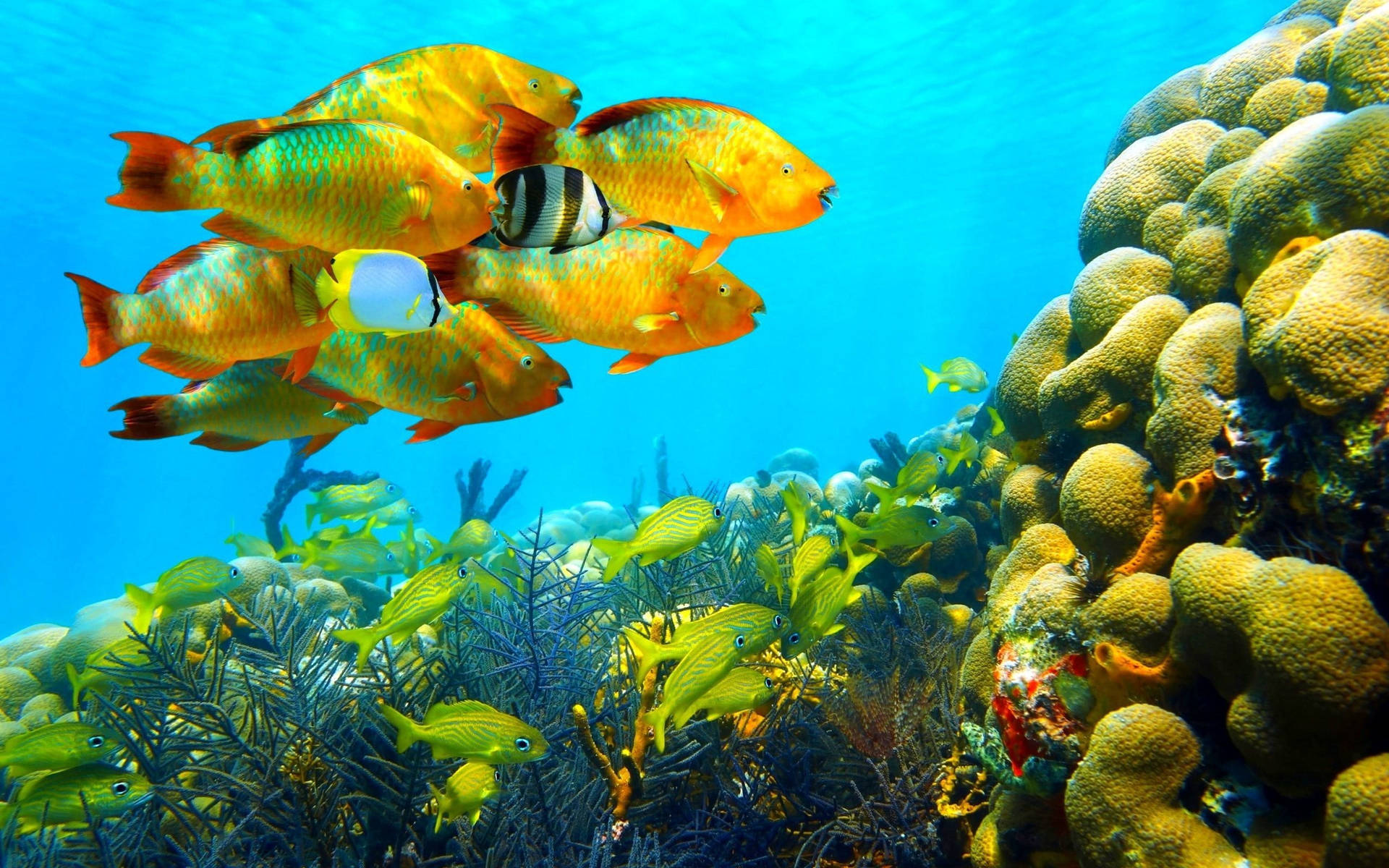 School Of Fish Tropical Desktop Wallpaper