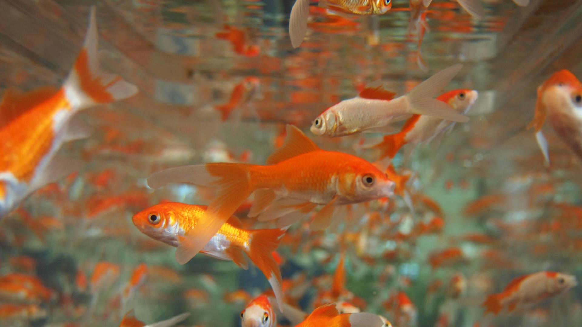 School Of Little Goldfishes