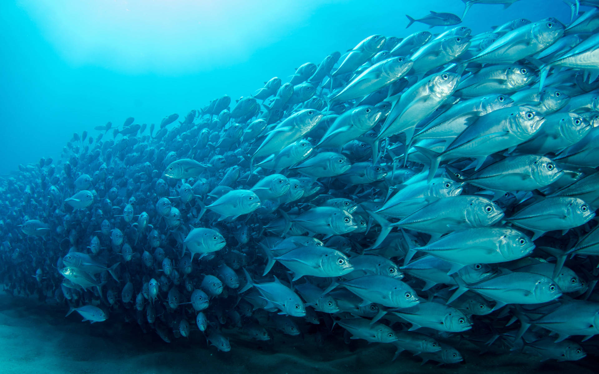 Skole af Tun Fisk Migration på en Blå Himmel Wallpaper