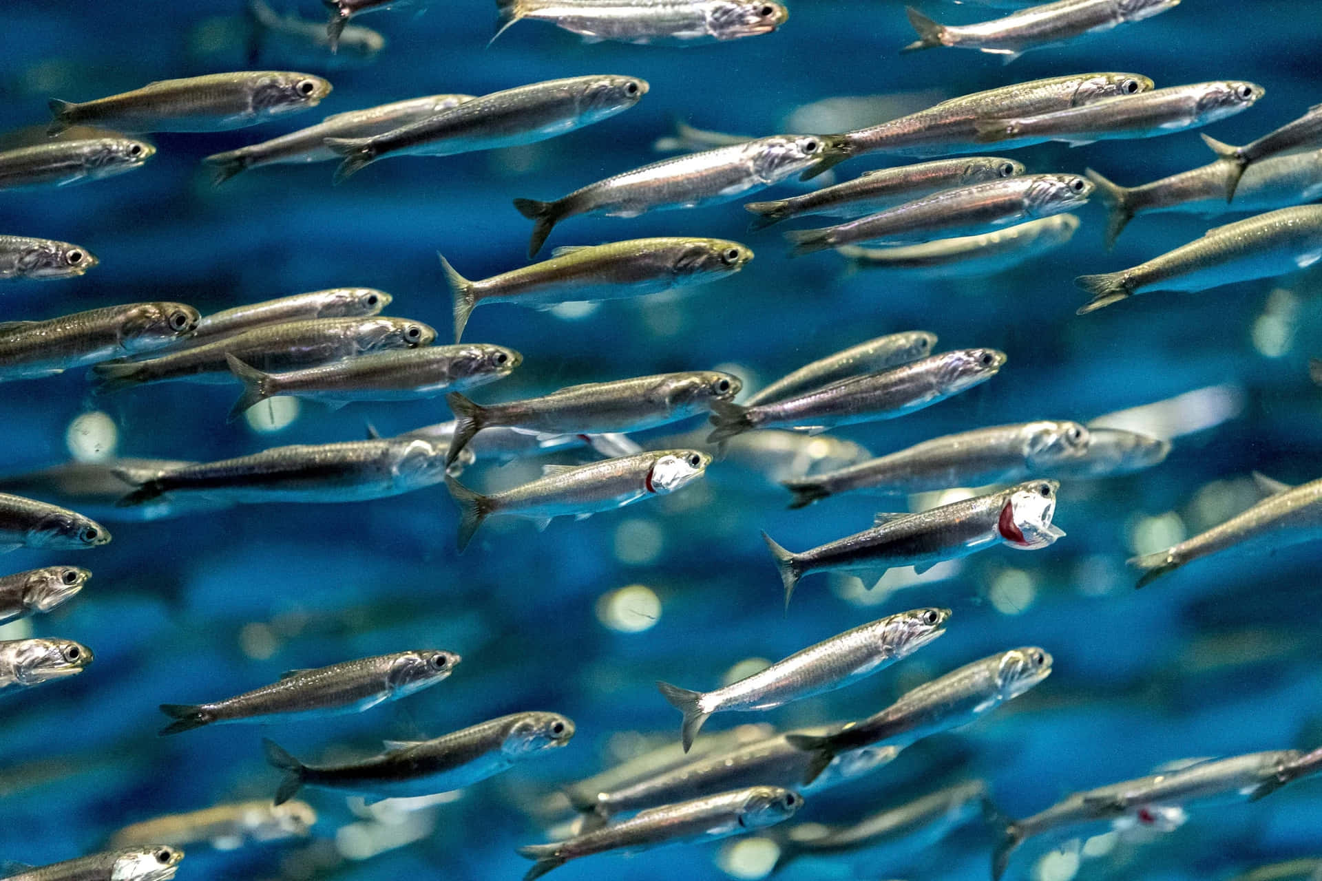 Schoolof Anchovies Swimming Wallpaper