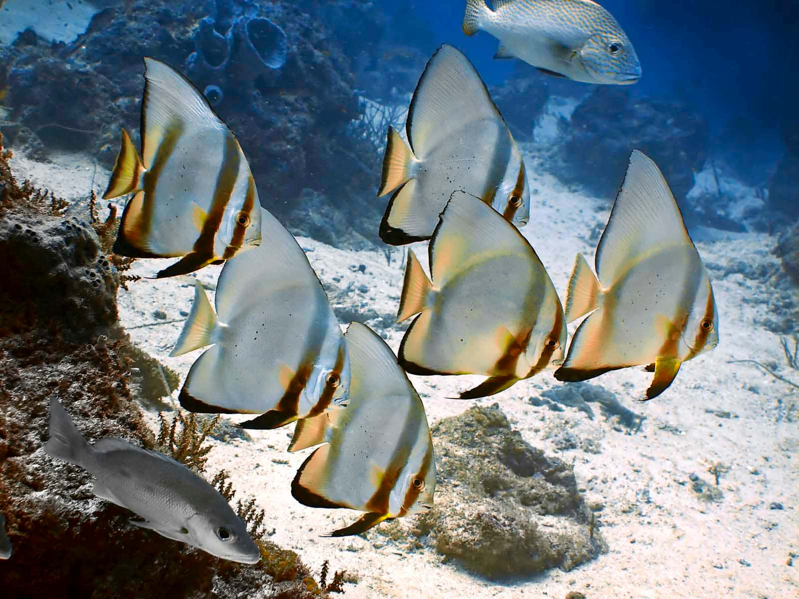 Schoolof Batfish Underwater Scene Wallpaper
