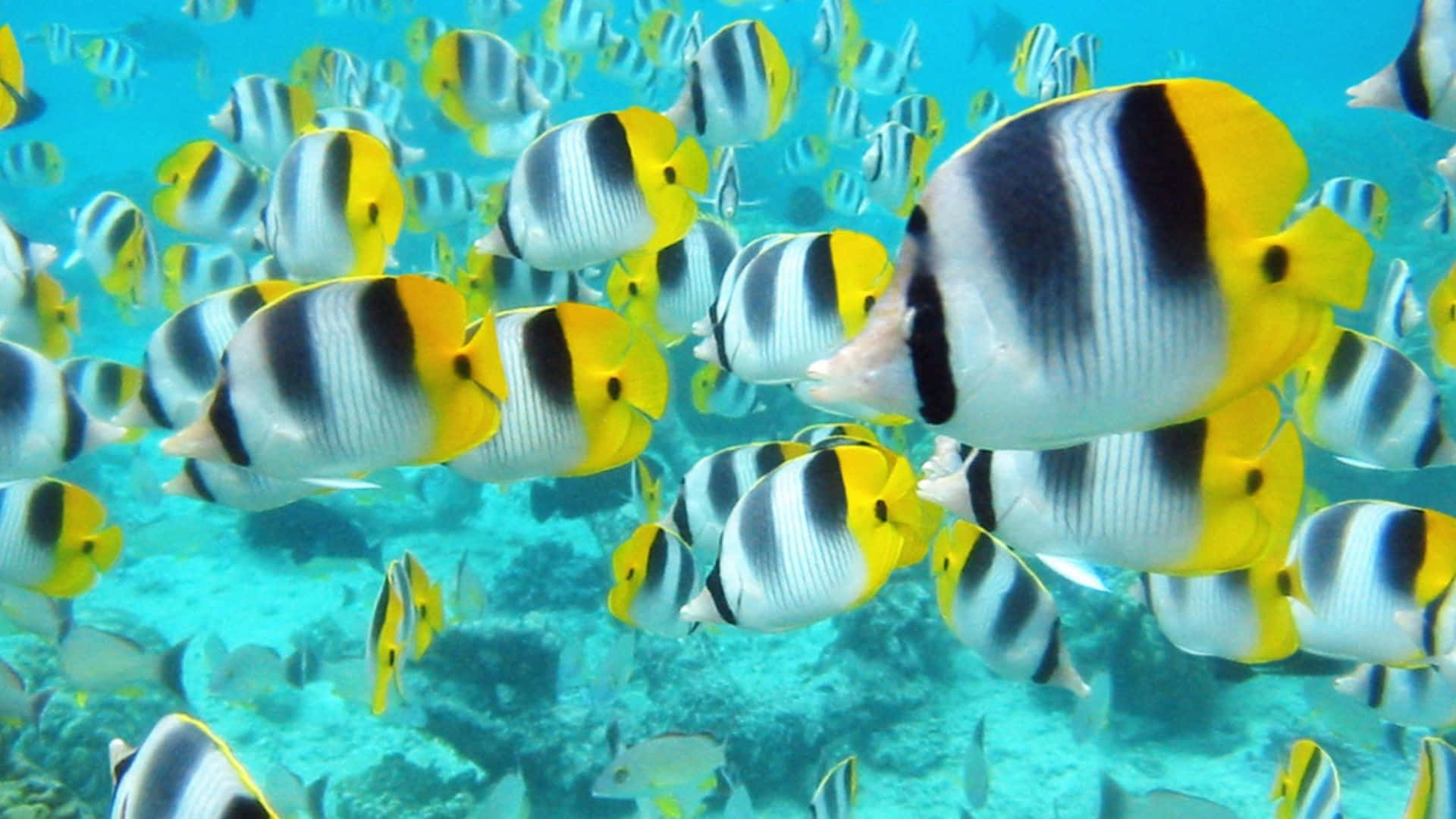 Schoolof Butterflyfish Underwater Wallpaper