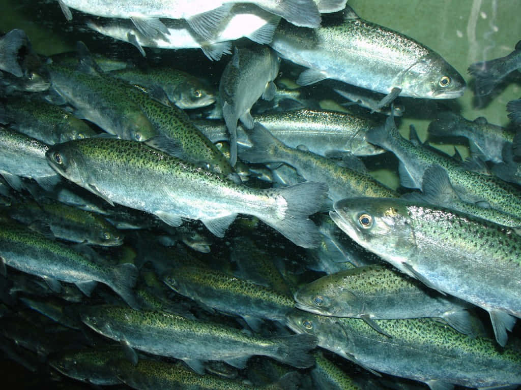 Schoolof Chinook Salmon Wallpaper