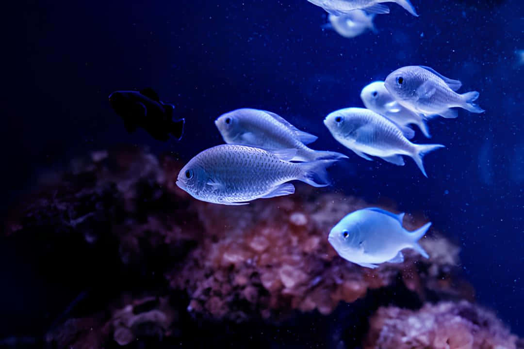 Schoolof Chromis Fish Underwater Wallpaper