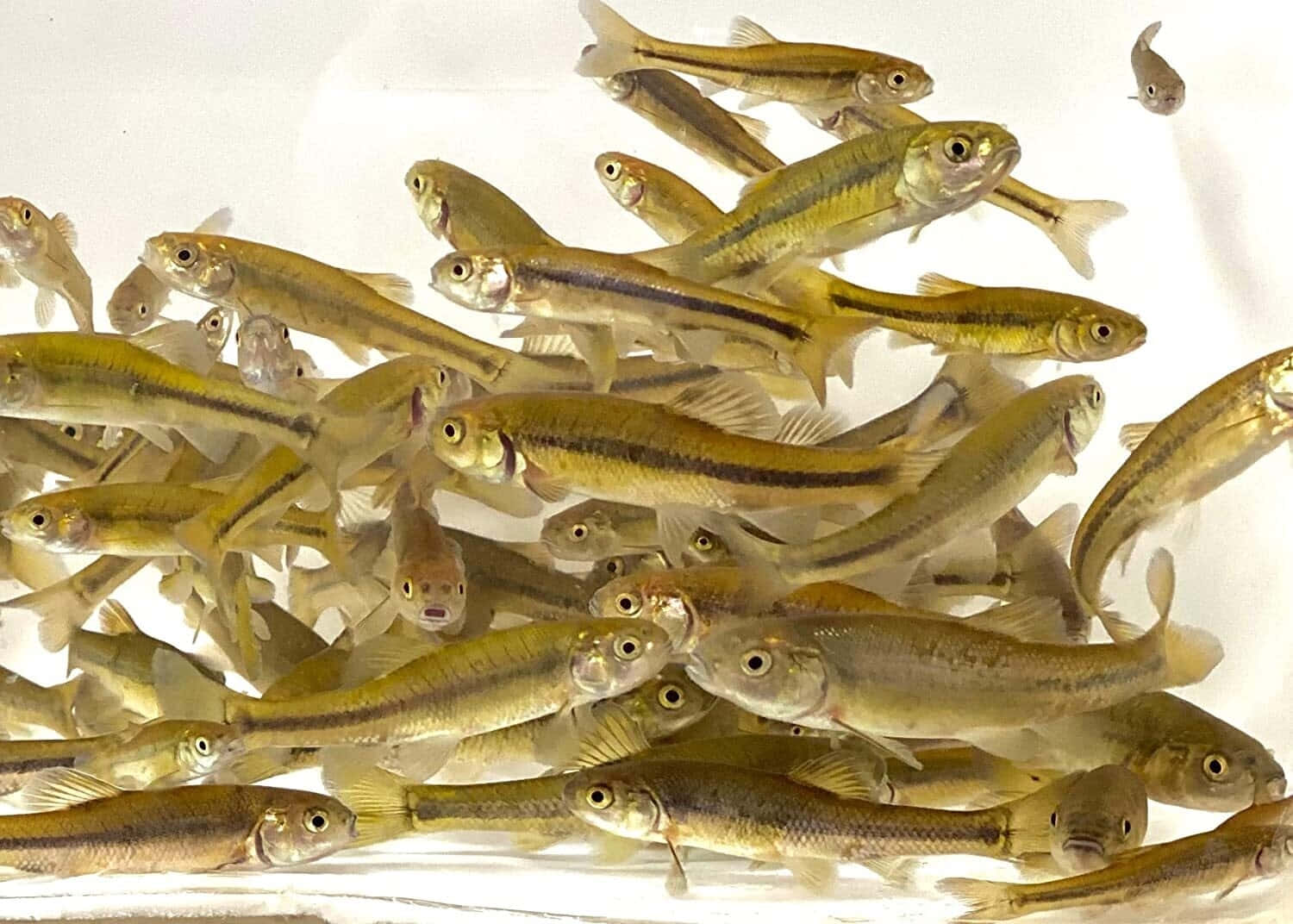 Schoolof Fathead Minnows.jpg Wallpaper