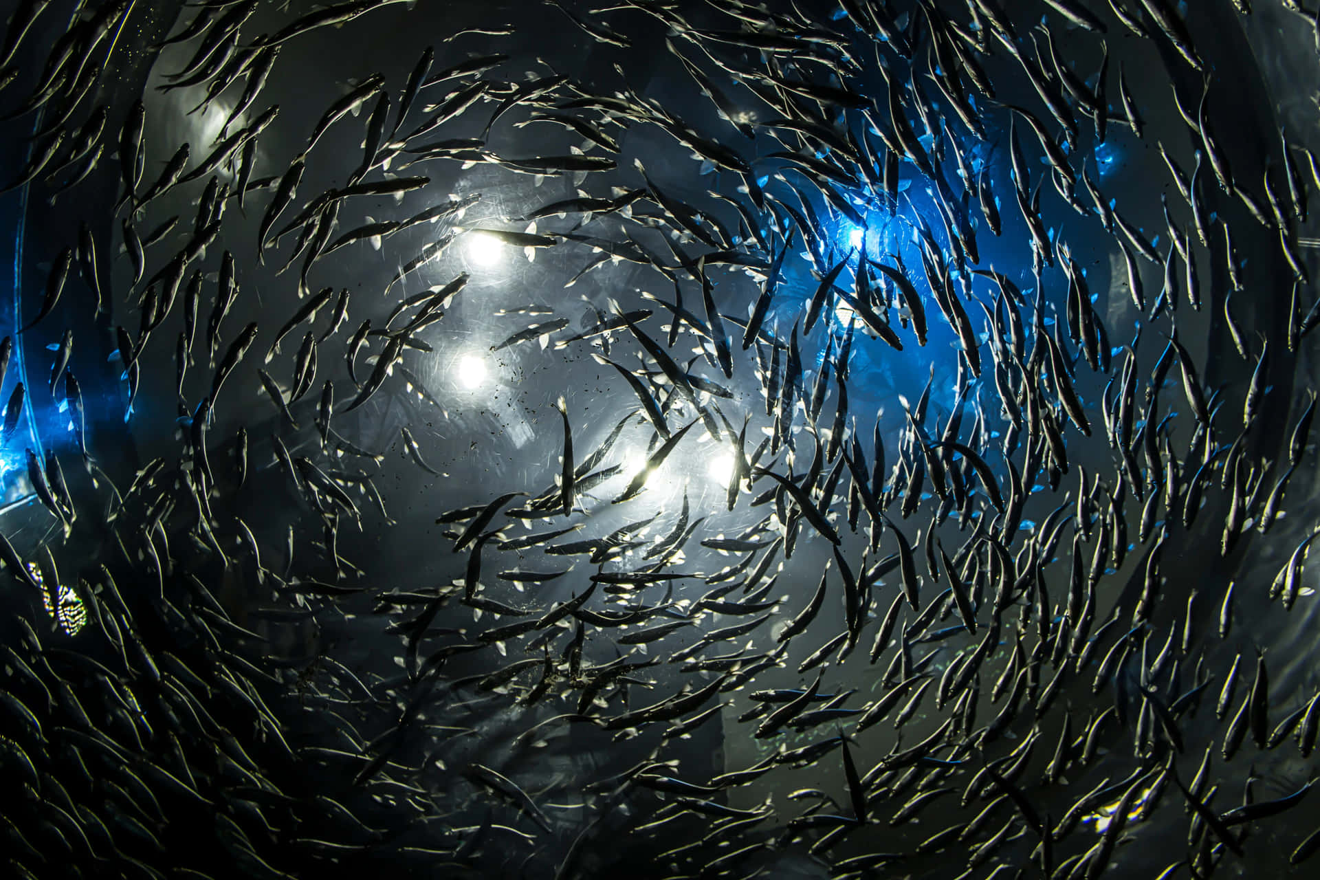 Schoolof Fish Swirling Aquarium Lights Wallpaper
