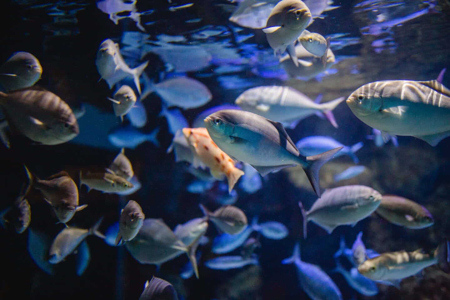 Schoolof Fishin Aquarium Wallpaper