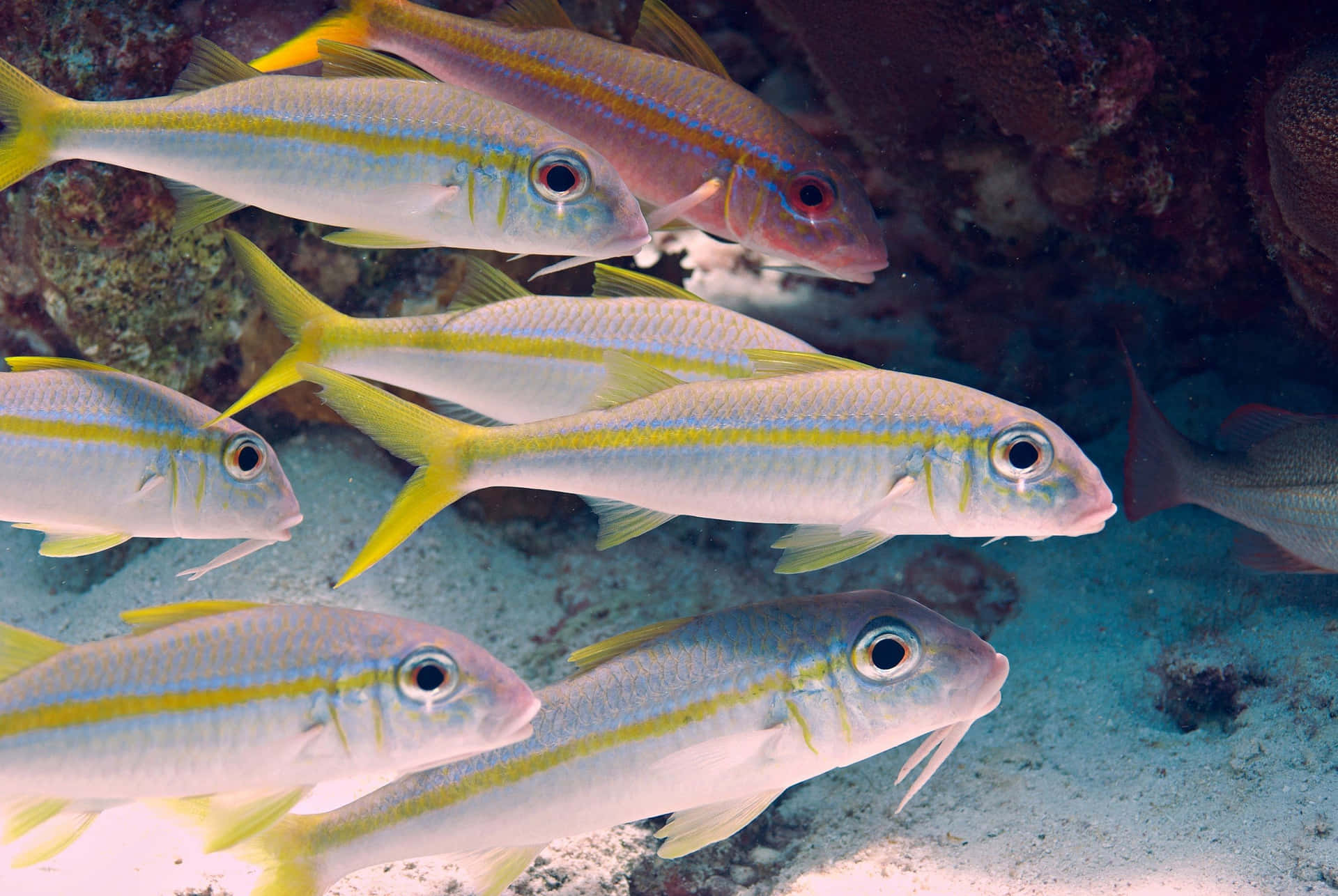 Schoolof Goatfish Underwater Wallpaper