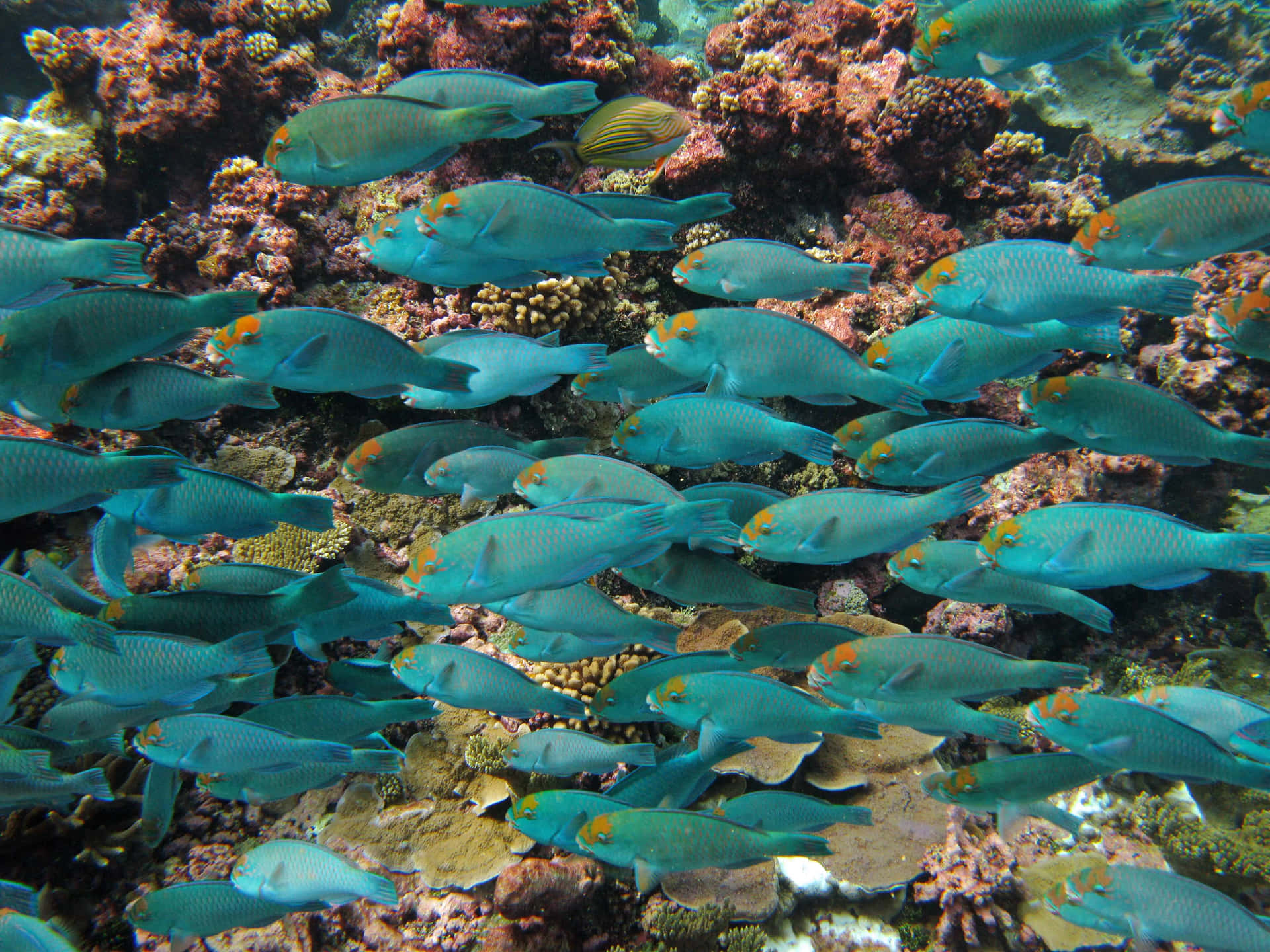 Schoolof Parrotfish Swimming Over Coral Reef Wallpaper