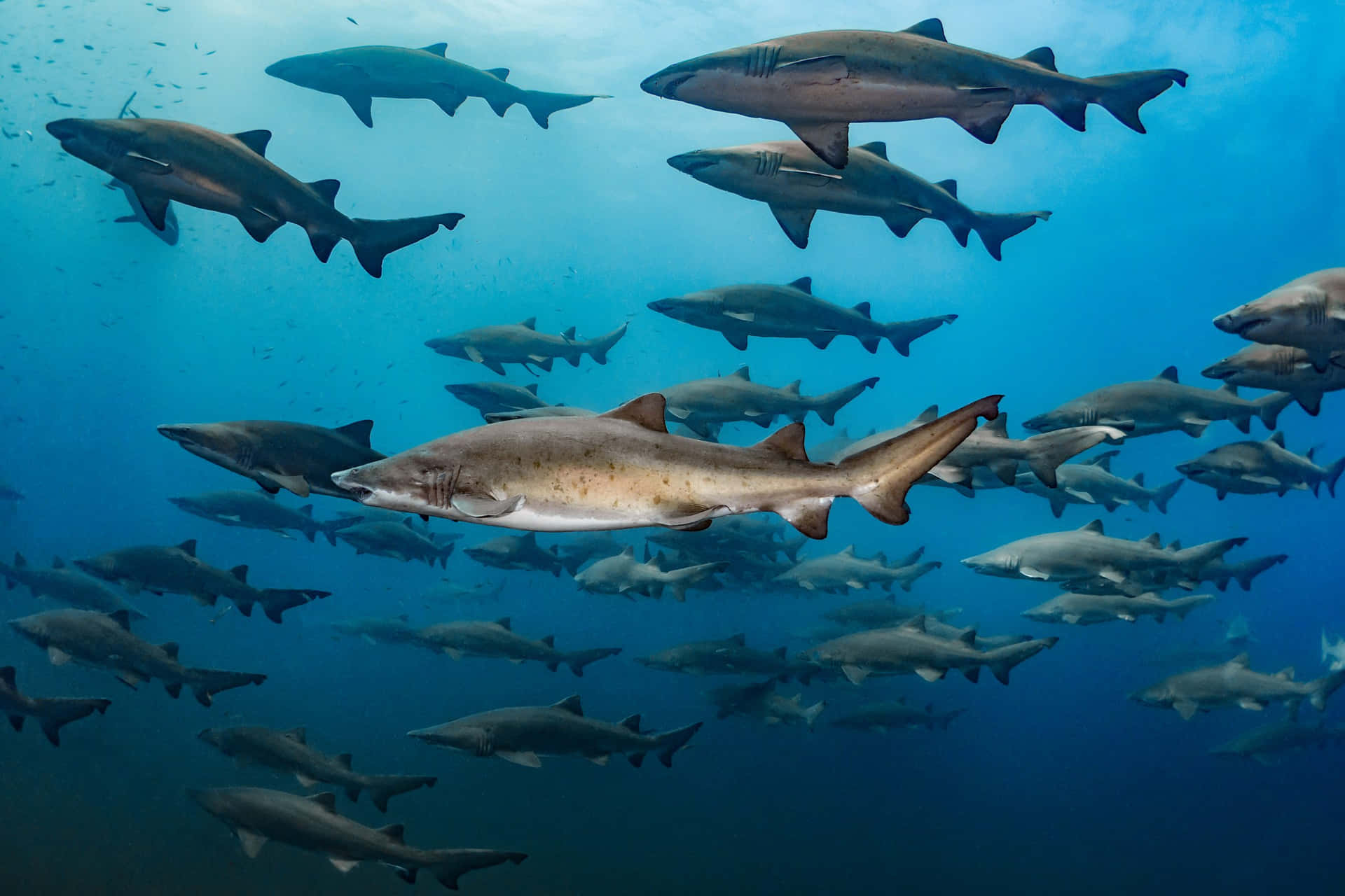 Schoolof Sand Sharks Underwater Wallpaper