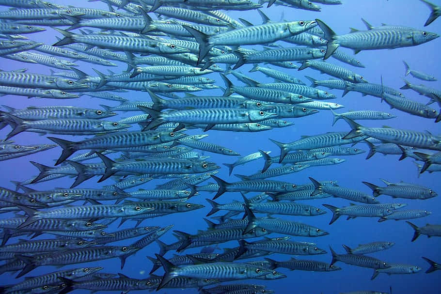 Schoolof Sardines Underwater.jpg Wallpaper