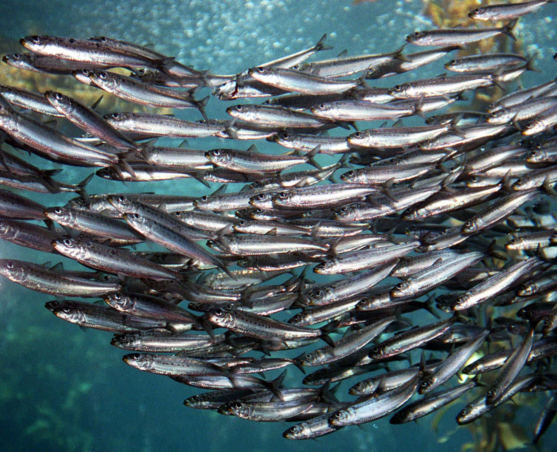 Schoolof Sardines Underwater Wallpaper