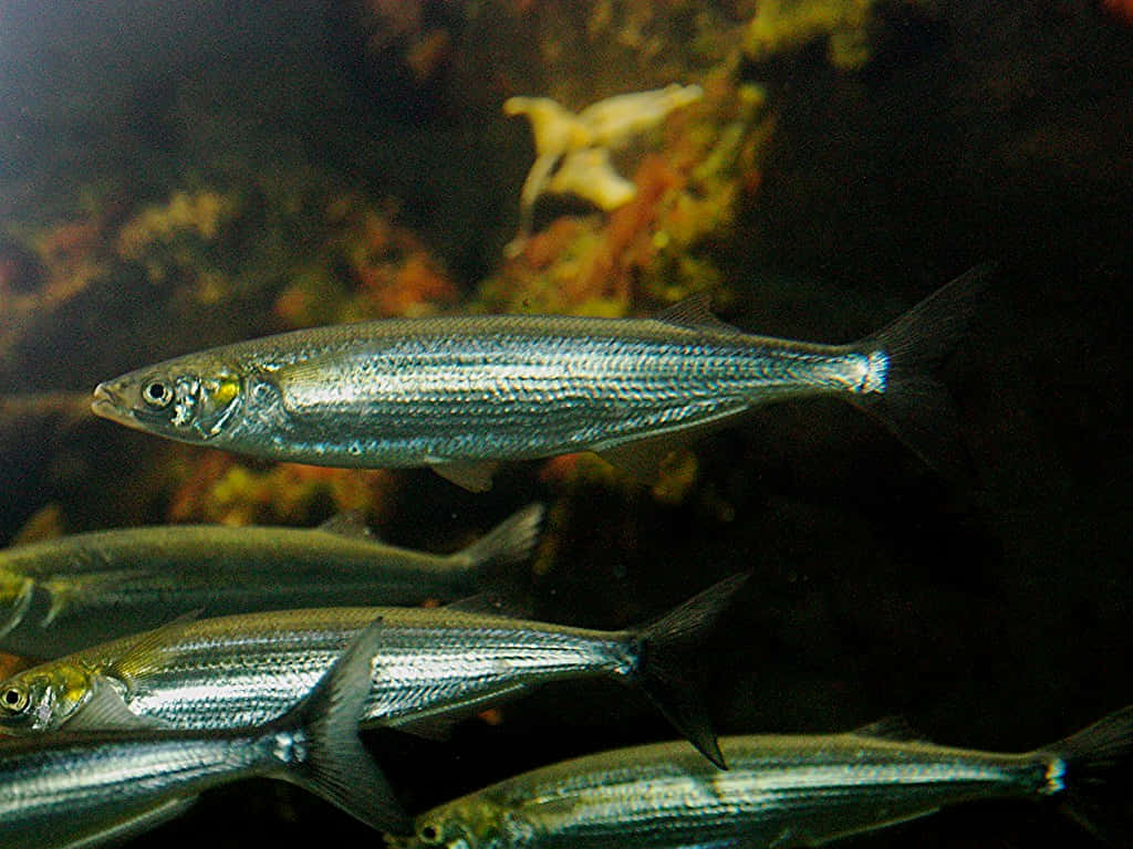 Sekolah Ikan Smelt Berenang Wallpaper