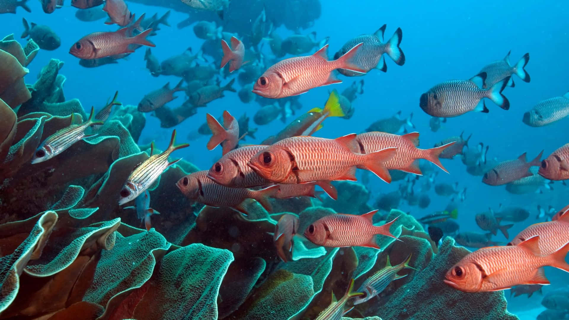 Schoolof Soldierfish Swimming Near Coral Wallpaper