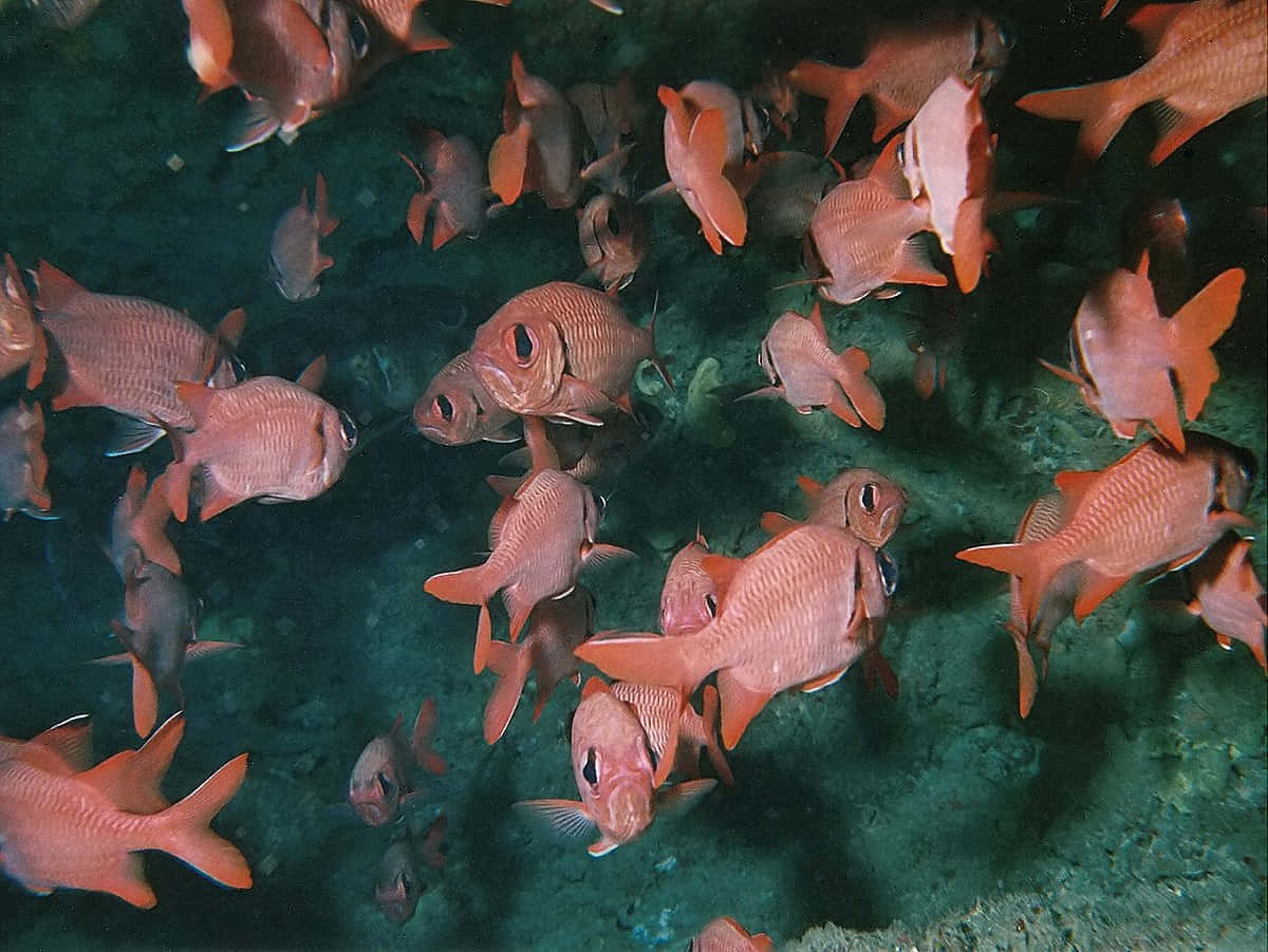 Schoolof Soldierfish Underwater Wallpaper