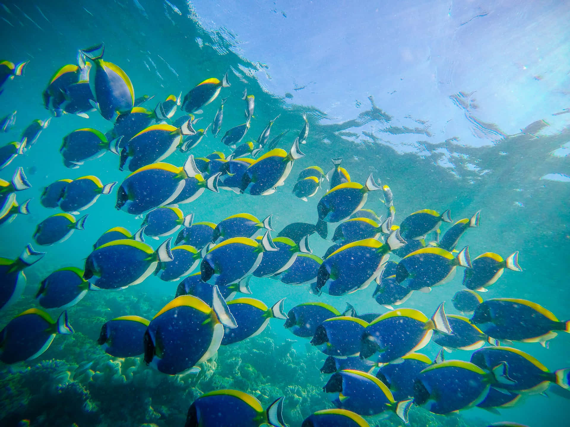 Schoolof Surgeonfish Underwater Wallpaper