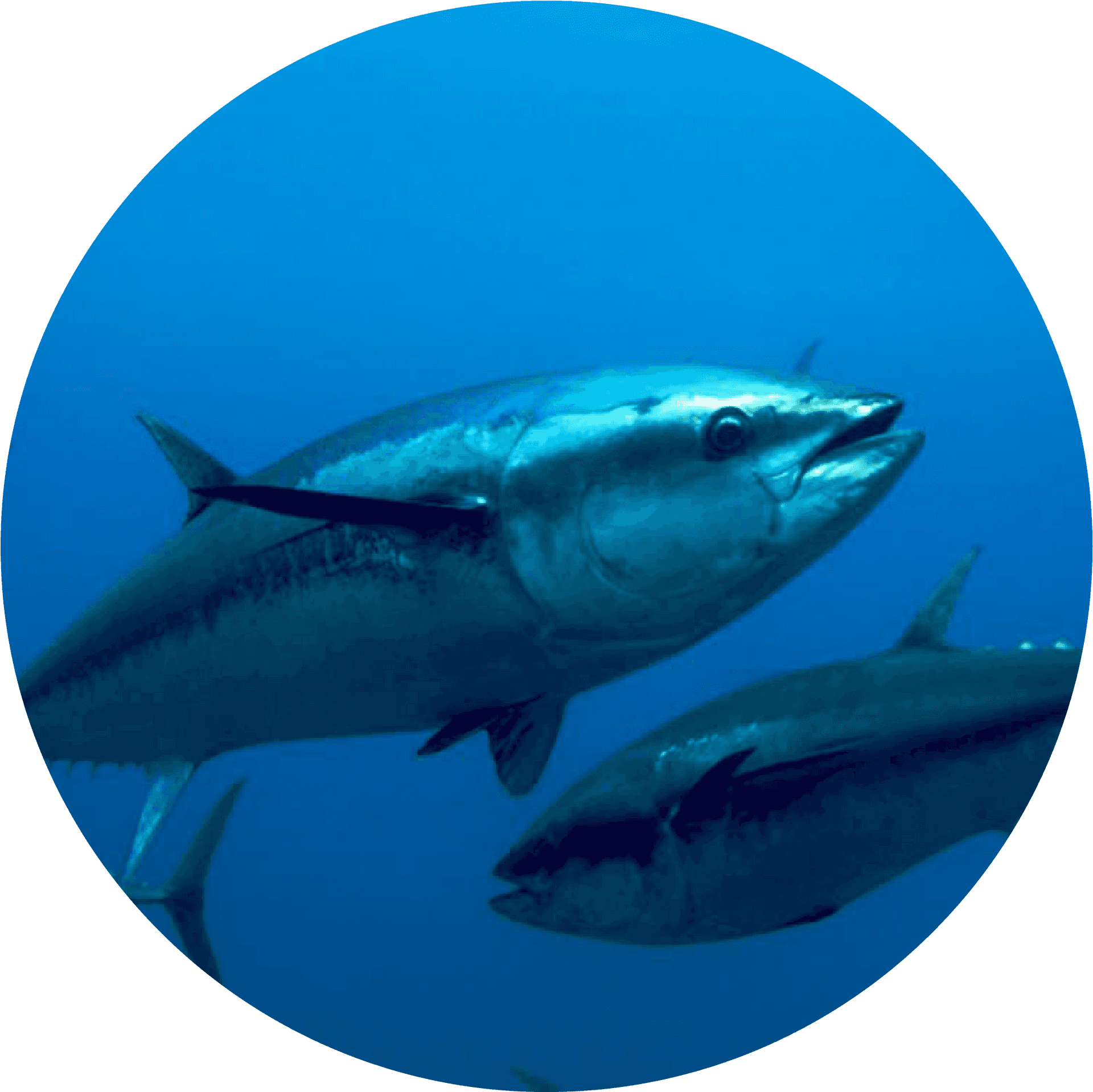 Schoolof Tuna Underwater PNG