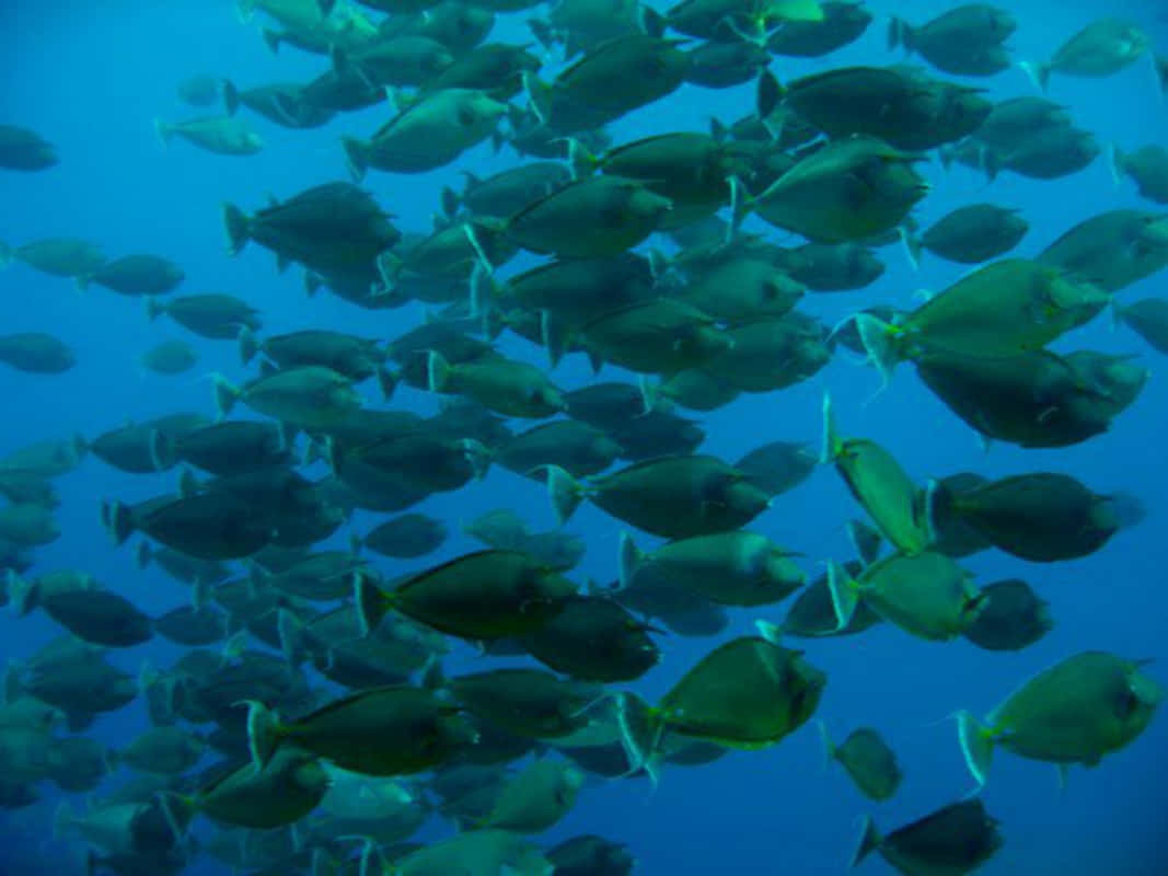 Schoolof Unicornfish Underwater Wallpaper