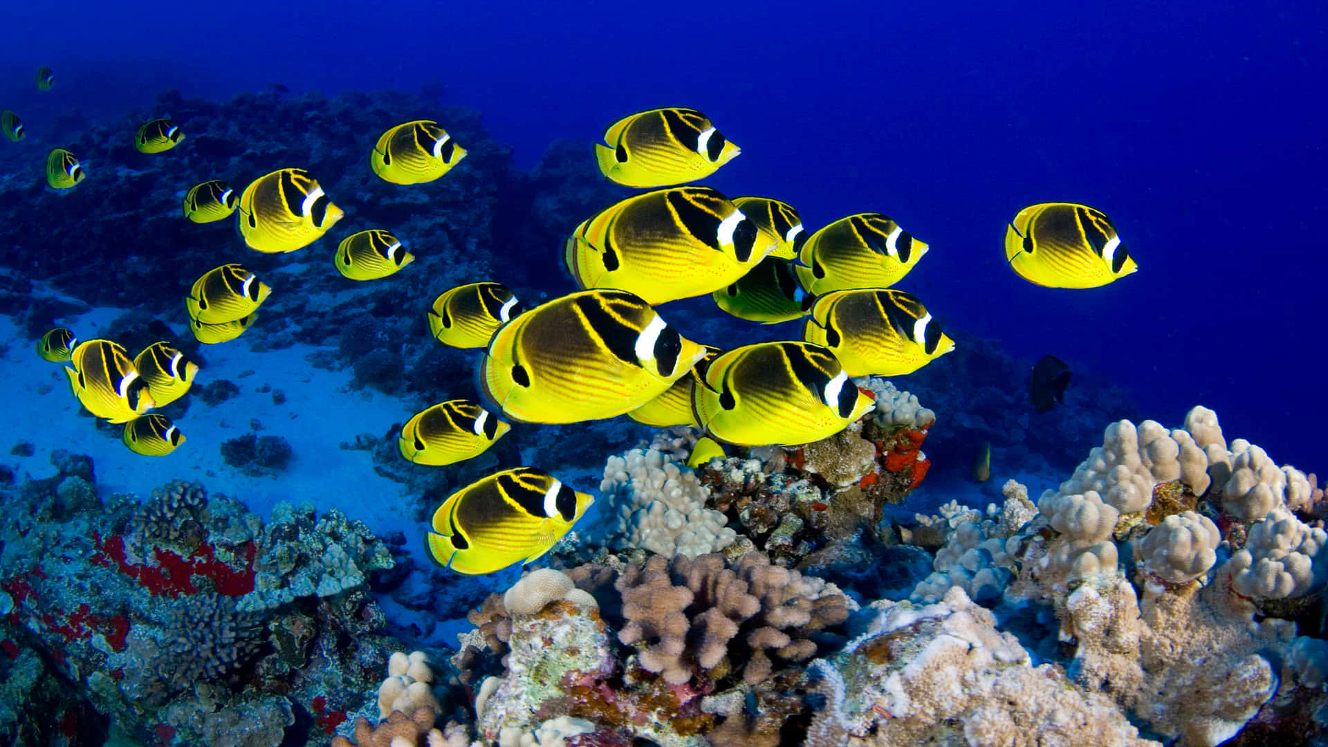 Schoolof Yellow Butterflyfish Swimming Over Coral Reef Wallpaper