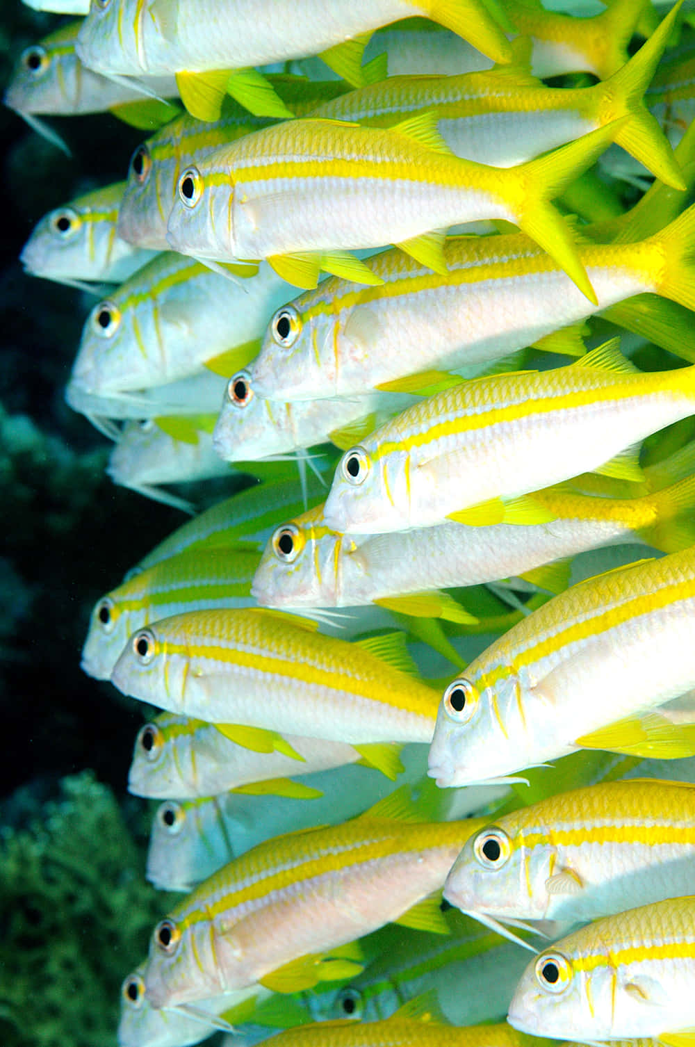 Schoolof Yellow Goatfish Underwater Wallpaper