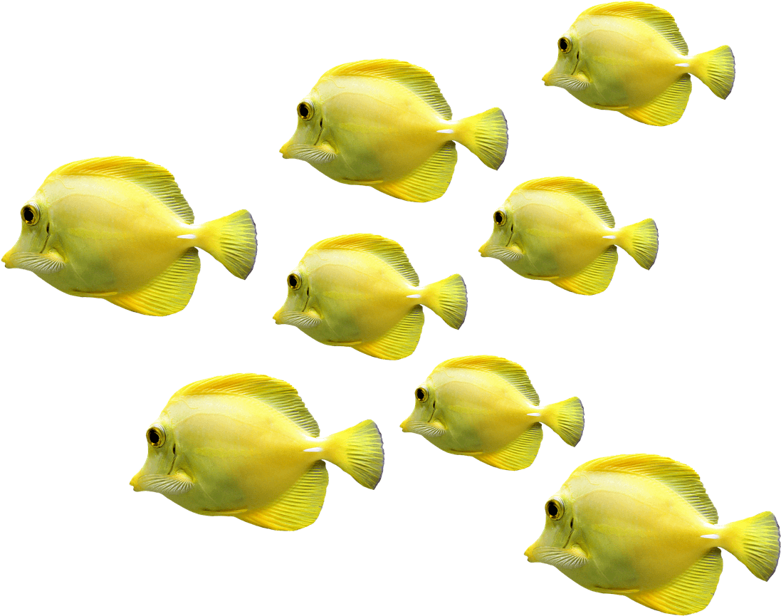Schoolof Yellow Tropical Fish PNG