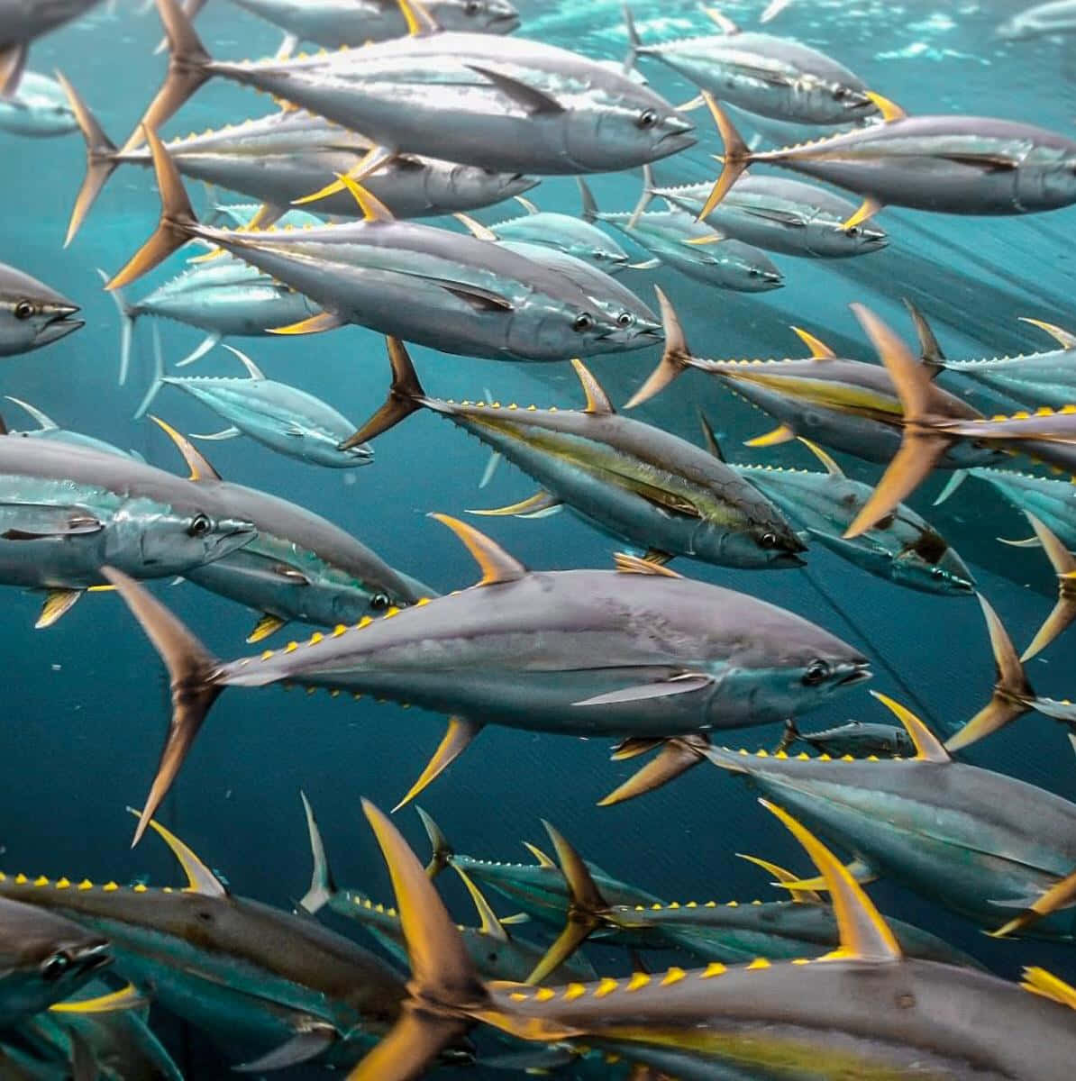 Schoolof Yellowfin Tuna Swimming Wallpaper
