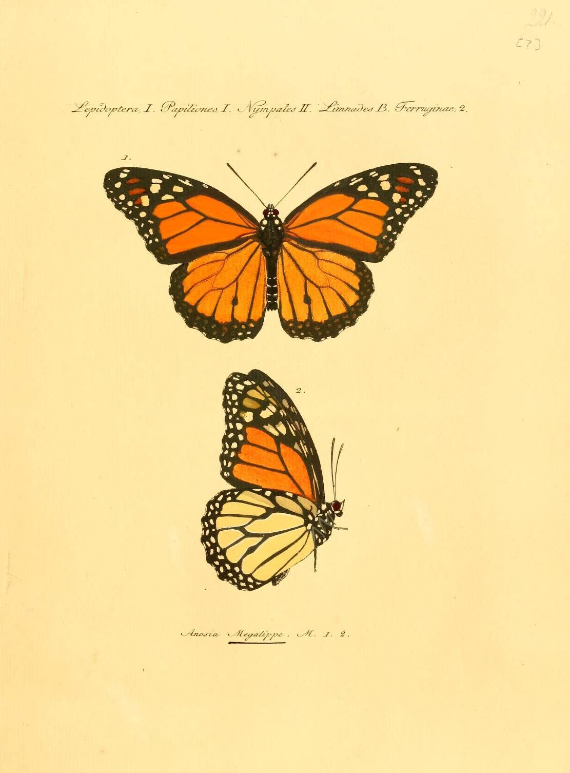 Scientific Aesthetic Orange Butterfly Wallpaper