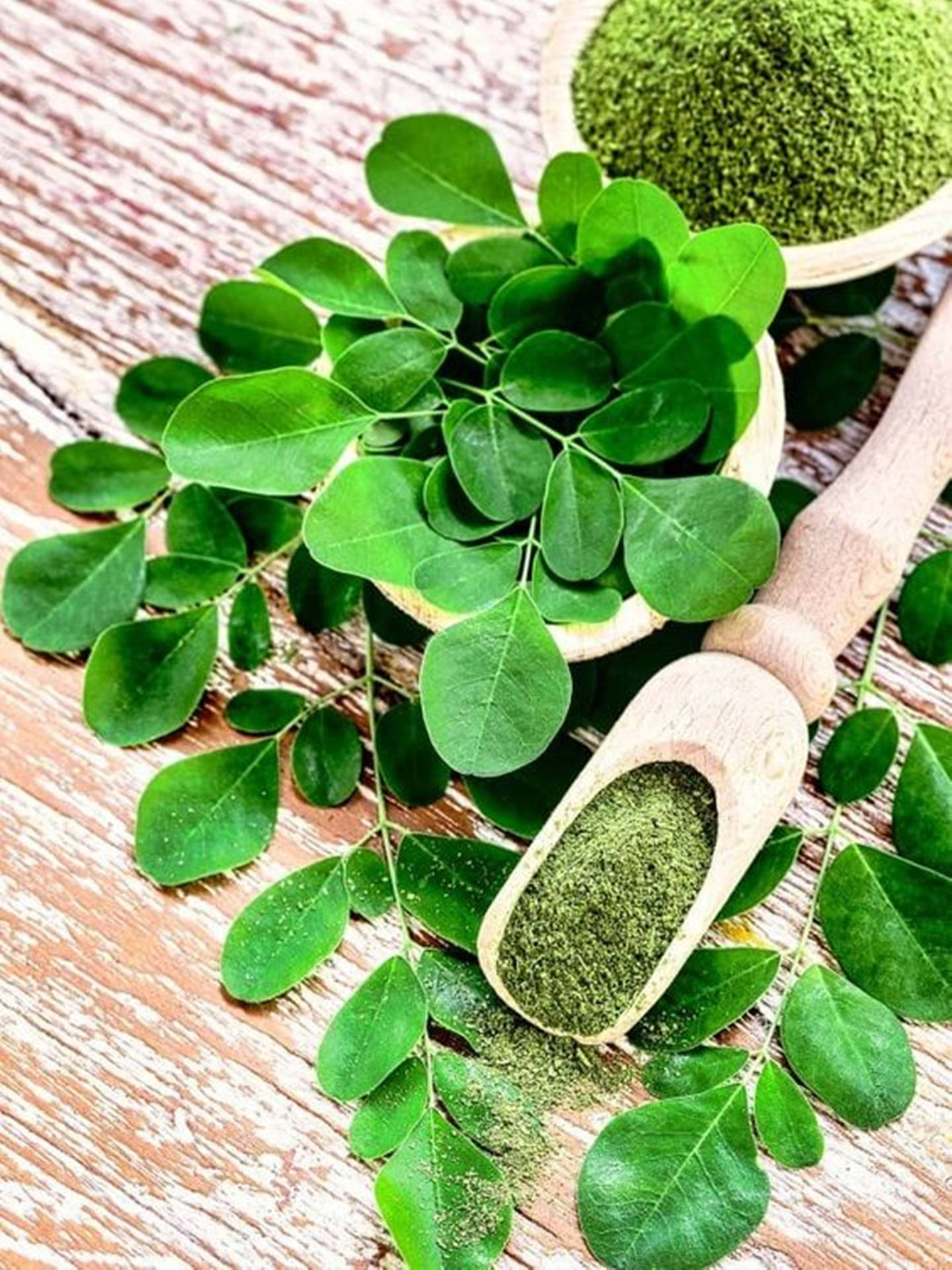 Scoopof Miracle Moringa Plant Would Be Translated As 