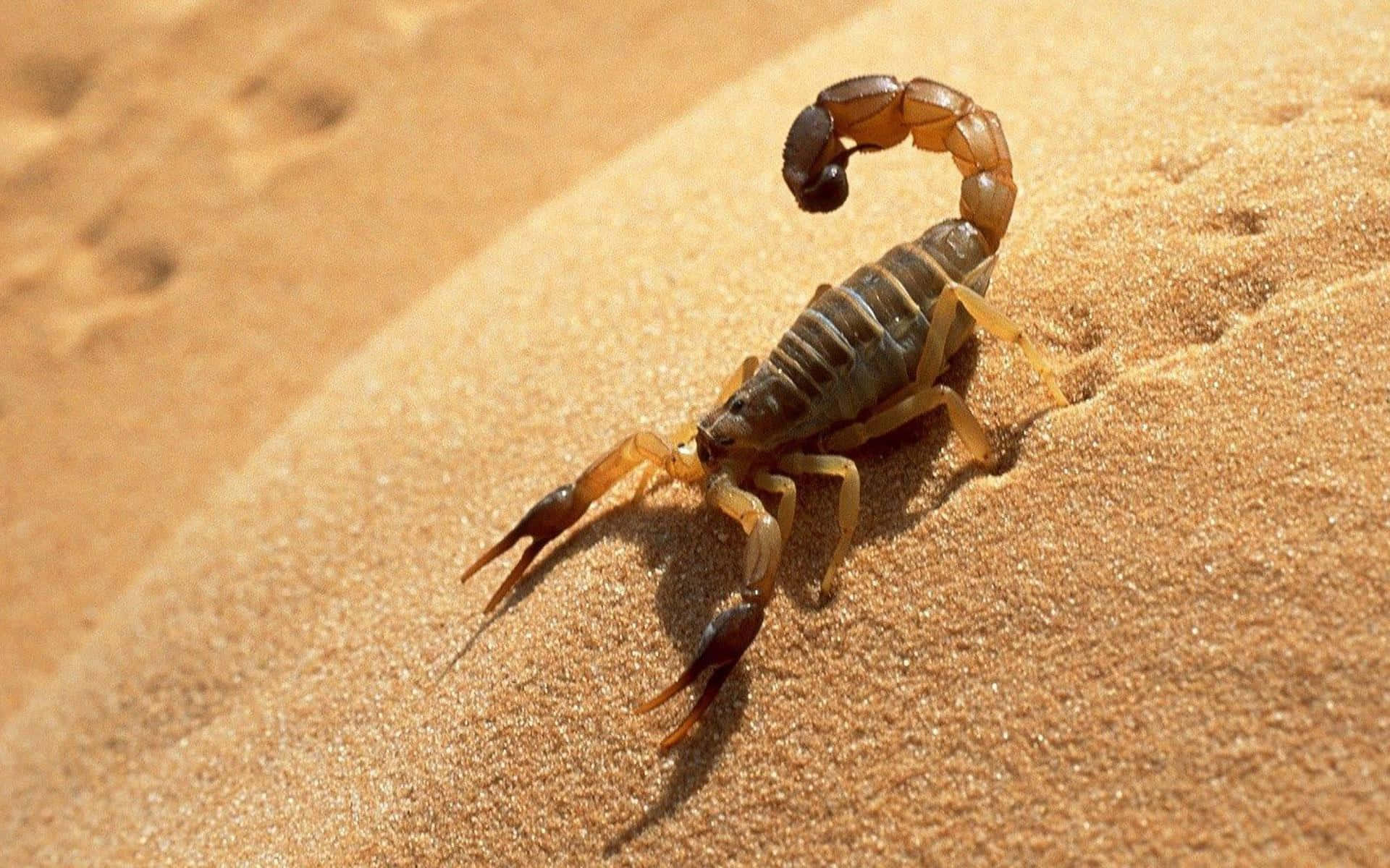 A Scorpion Is Walking On The Sand Wallpaper