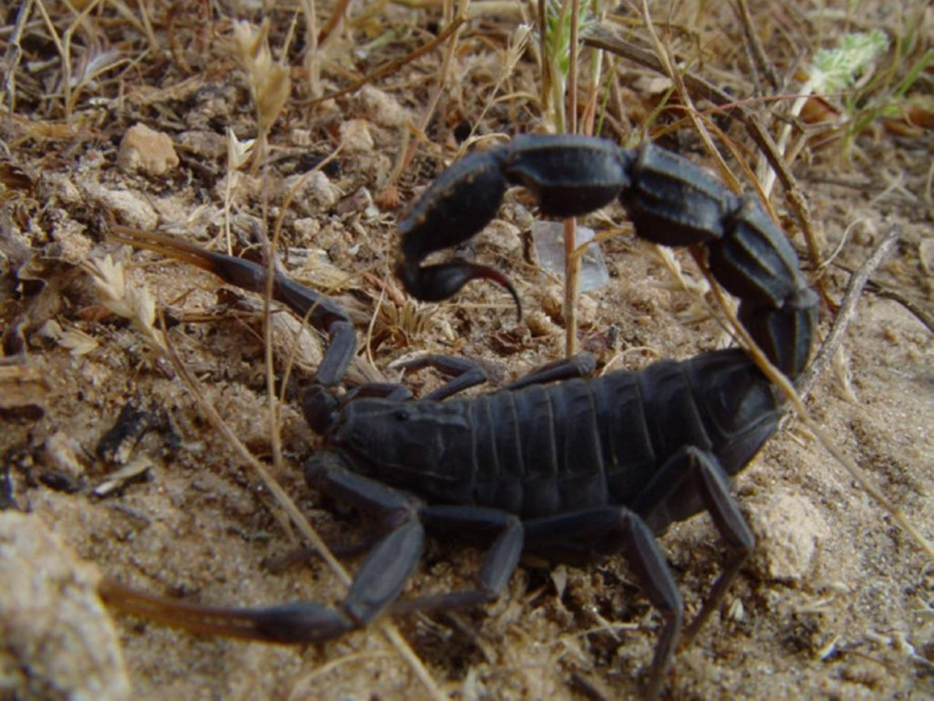 Scorpion Black Aesthetic On Dried Leaves Wallpaper