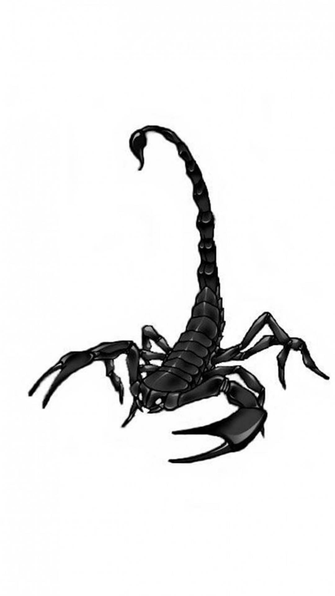 Scorpion Black Extending Tail Plain White Wallpaper