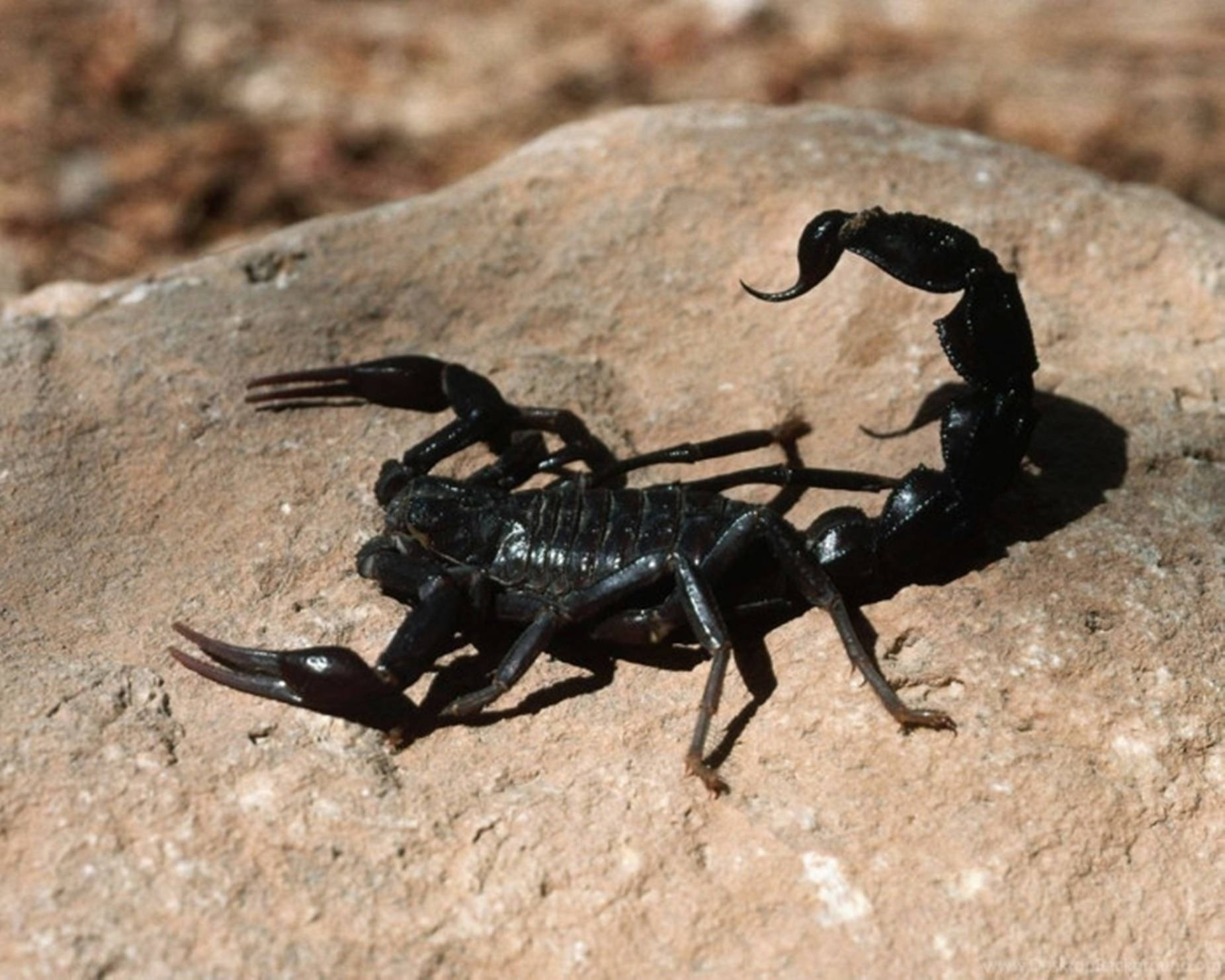 Scorpion Black On Brown Rock Wallpaper