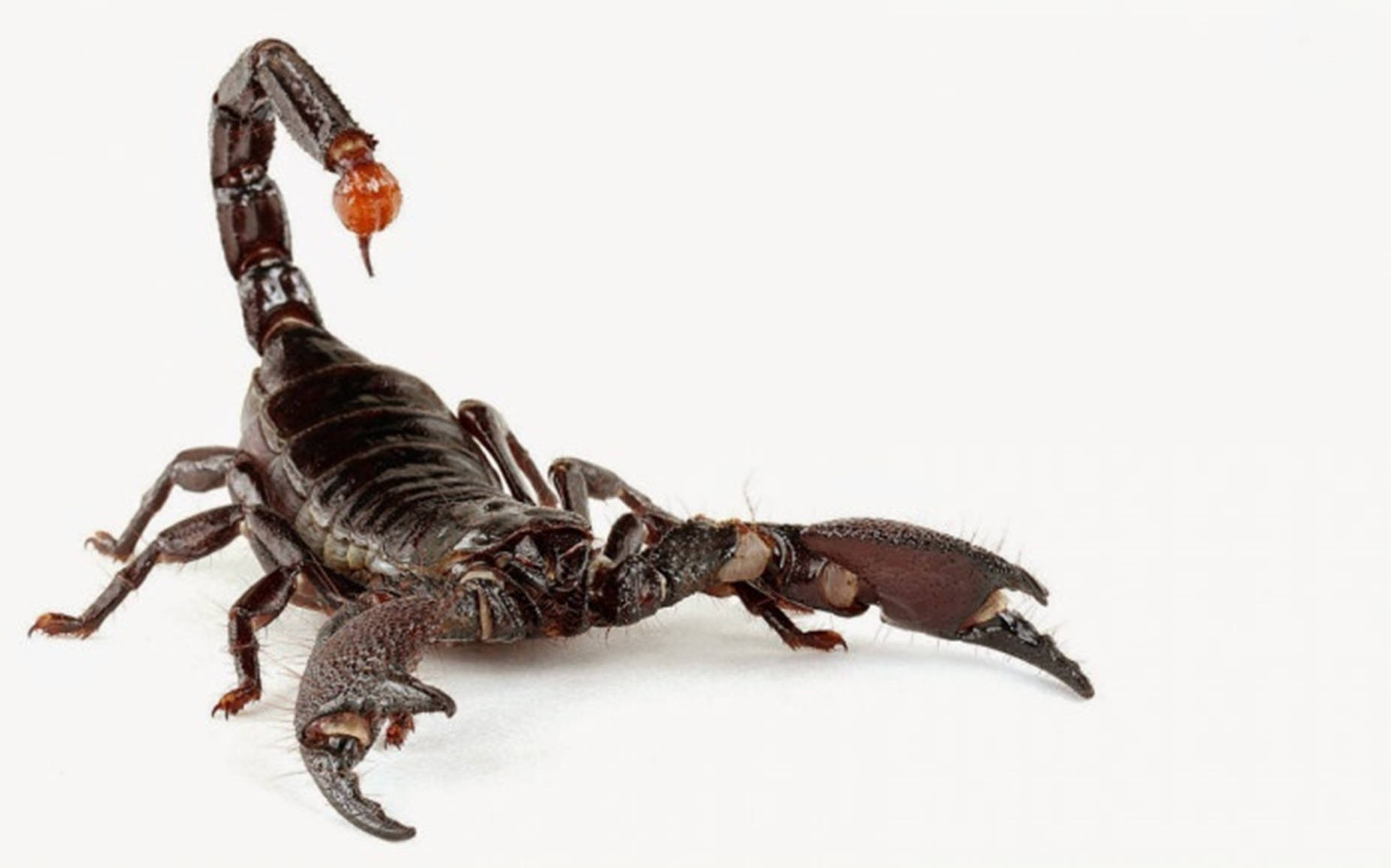 Scorpion HD Wallpaper for Android