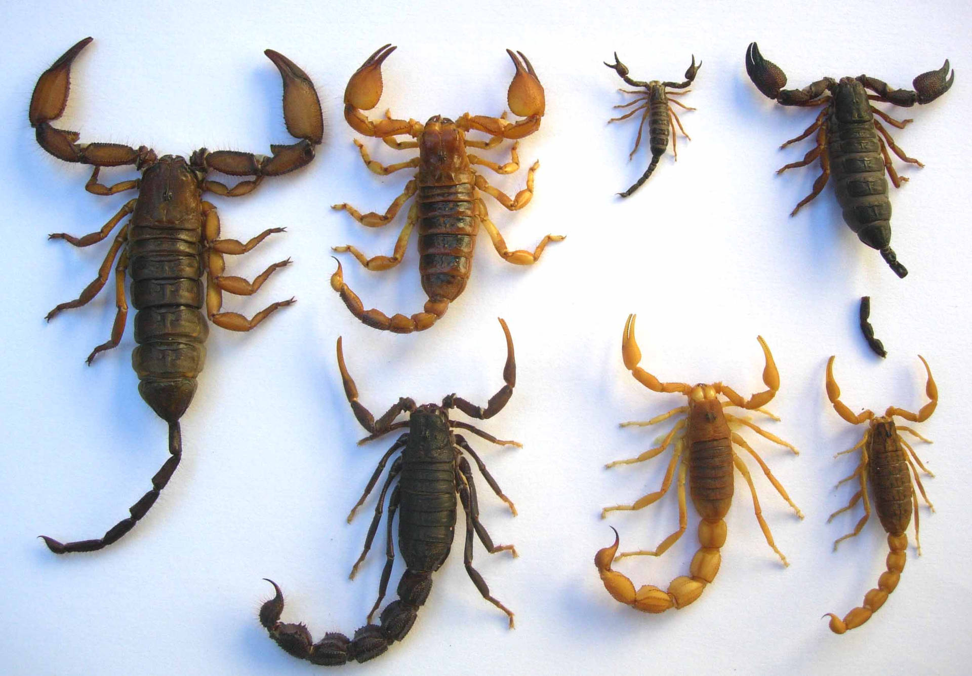 A Collection of Scorpions of Varying Sizes on a White Background Wallpaper