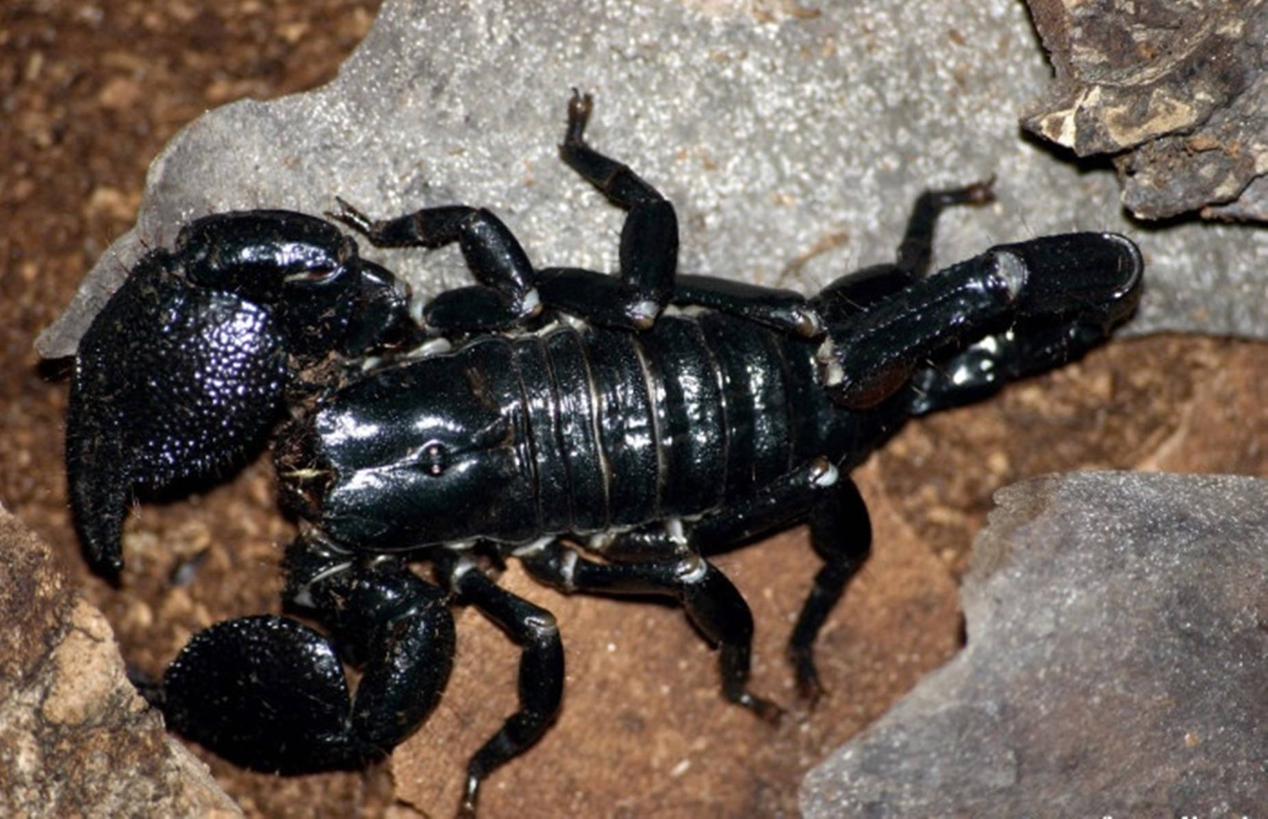 Scorpion Giant Black On Rock Wallpaper