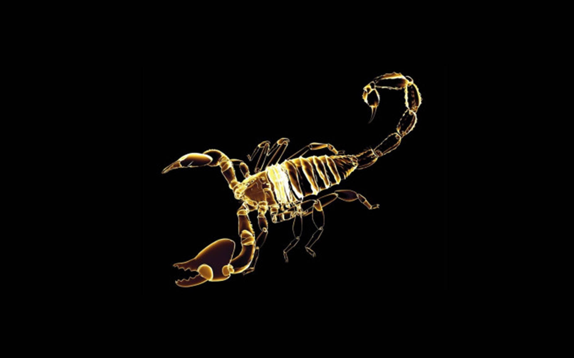 Scorpion Gold Hologram Art Wallpaper