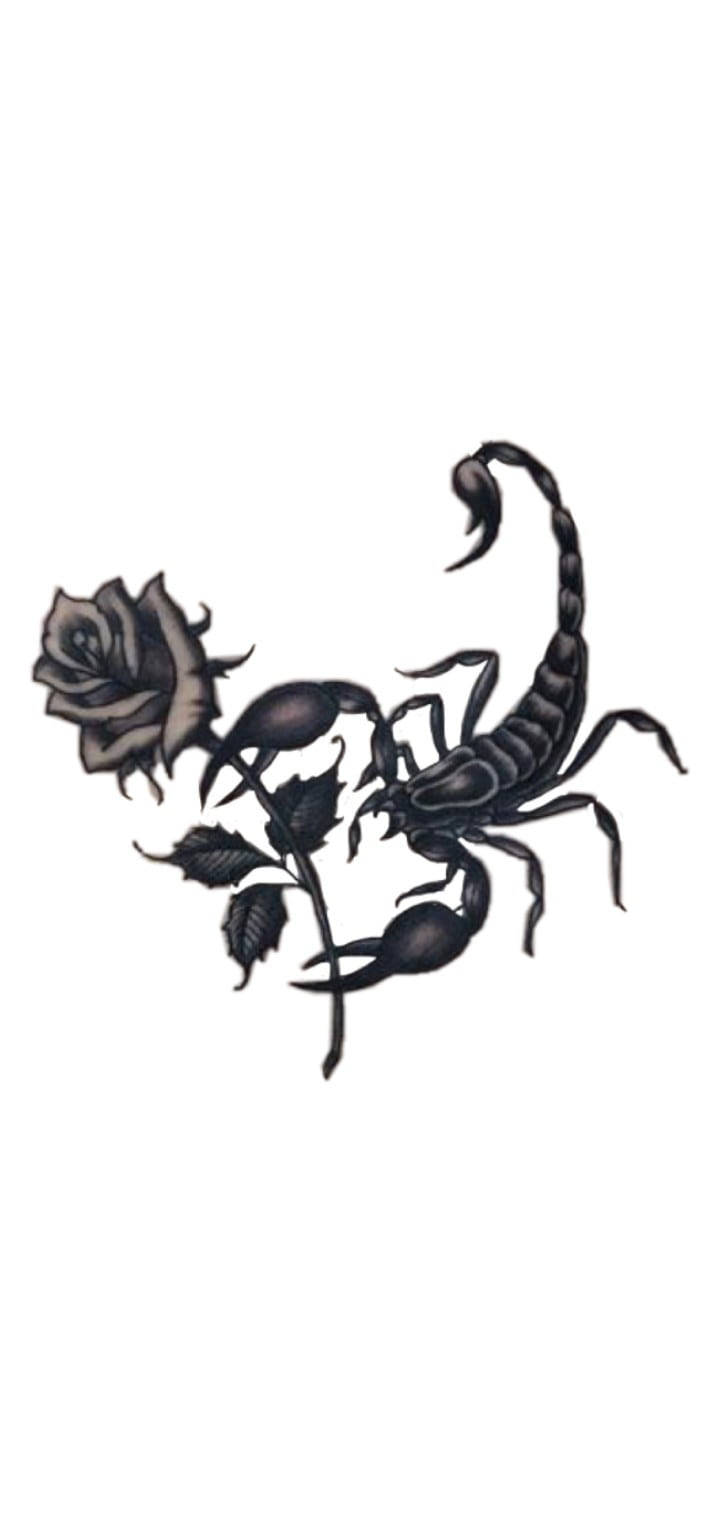Skorpionhält Rose In Schwarz Und Weiß. Wallpaper