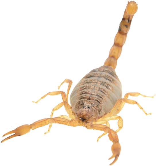 Scorpion Isolatedon Blue Background.png PNG