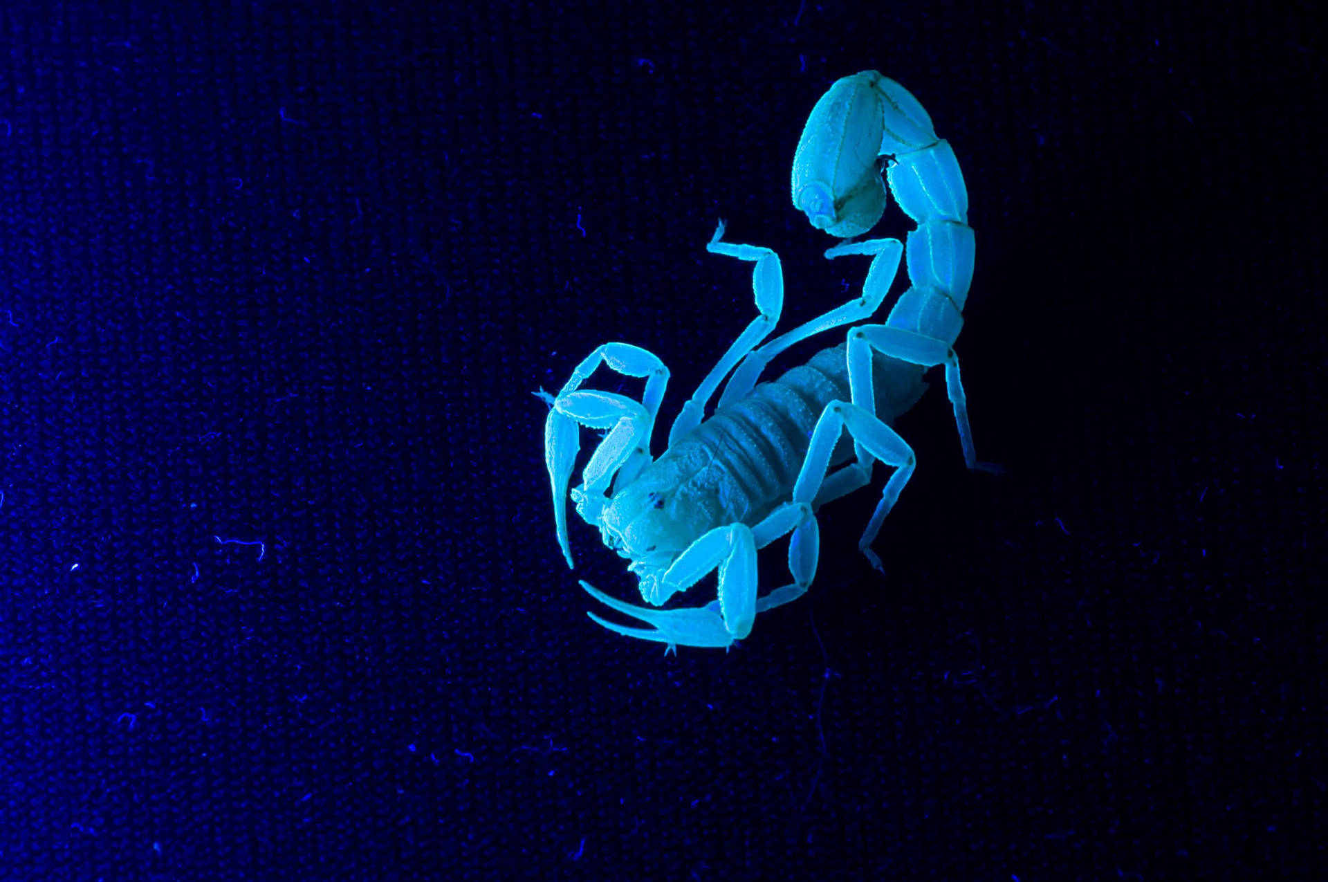Estéticade Escorpión En Azul Neón Fondo de pantalla