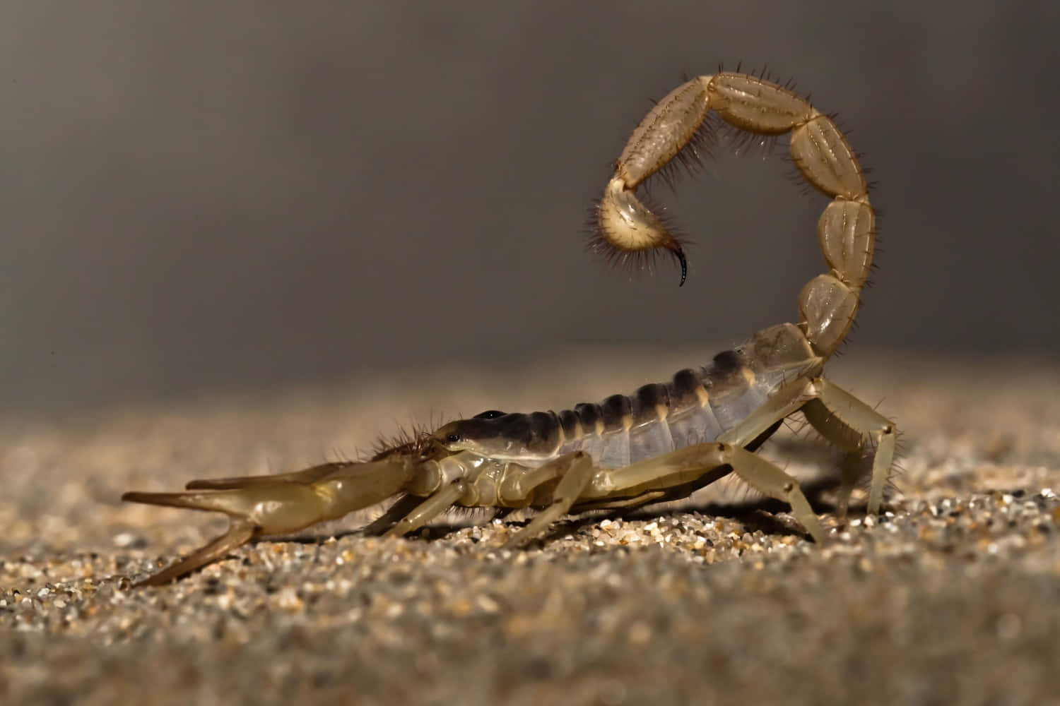 Einedetailreiche Zeichnung Einer Bedrohlichen Und Geheimnisvollen Skorpions