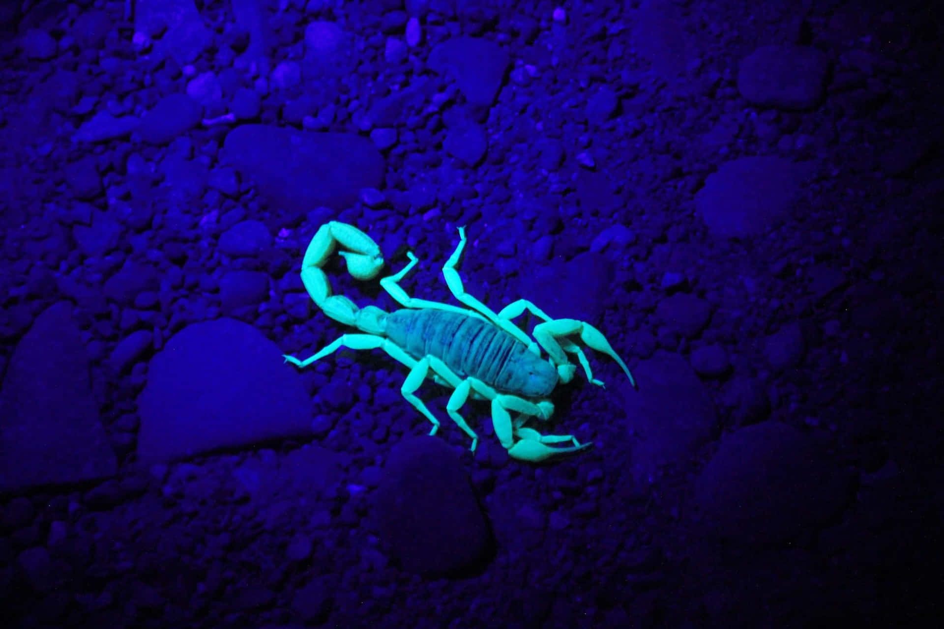 Red Scorpion Crawling Out of Cave